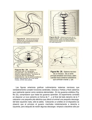 Las figuras anteriores grafican rudimentarios sistemas nerviosos que
verdaderamente cumplen funciones cerebrales. Gracias a Yerkes y Heck sabemos
que realmente operan como cerebros elementales . En los gusanos anélidos (Fig.
No 23), comprobaron que hasta los gusanos aprenden. El experimento consistió
en disponer un tuvo estrecho en forma de T , y al final del lado derecho de la T
colocaron una pequeña pila eléctrica que ofecía al animal una pequeña descarga,
del lado izquierdo nada, sólo la salida. Colocando un anélido en el dispositivo se
observó que al principio el gusano marchaba indistintamente a derecha e
izquierda, pero después de recibir algunas descargas empezó a decidirse sólo por
 