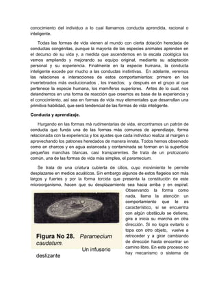 conocimiento del individuo a lo cual llamamos conducta aprendida, racional o
inteligente.

    Todas las formas de vida vienen al mundo con cierta dotación heredada de
conductas congénitas, aunque la mayoría de las especies animales aprenden en
el decurso de su vida y, a medida que ascendemos en la escala zoológica los
vemos ampliando y mejorando su equipo original, mediante su adaptación
personal y su experiencia. Finalmente en la especie humana, la conducta
inteligente excede por mucho a las conductas instintivas. En adelante, veremos
las relaciones e interacciones de estos comportamientos: primero en los
invertebrados más evolucionados , los insectos; y después en el grupo al que
pertenece la especie humana, los mamíferos superiores. Antes de lo cual, nos
detendremos en una forma de reacción que creemos es base de la experiencia y
el conocimiento, así sea en formas de vida muy elementales que desarrollan una
primitiva habilidad, que será tendencial de las formas de vida inteligente.

Conducta y aprendizaje.

    Hurgando en las formas má rudimentarias de vida, encontramos un patrón de
conducta que funda una de las formas más comunes de aprendizaje, forma
relacionada con la experiencia y los ajustes que cada individuo realiza al margen o
aprovechando los patrones heredados de manera innata. Todos hemos observado
como en charcos y en agua estancada y contaminada se forman en la superficie
pequeñas manchas blancas, casi transparentes. Se trata de un protozoario
común, una de las formas de vida más simples, el paramecium.

    Se trata de una criatura cubierta de cilios, cuyo movimiento le permite
desplazarse en medios acuáticos. Sin embargo algunos de estos flagelos son más
largos y fuertes y por la forma torcida que presenta la constitución de este
microorganismo, hacen que su desplazamiento sea hacia arriba y en espiral.
                                               Observando la forma como
                                               nada, llama la atención un
                                               comportamiento que le es
                                               característico, si se encuentra
                                               con algún obstáculo se detiene,
                                               gira e inicia su marcha en otra
                                               dirección. Si no logra evitarlo o
                                               topa con otro objeto, vuelve a
                                               retroceder y a girar cambiando
                                               de dirección hasta encontrar un
                                               camino libre. En este proceso no
                                               hay mecanismo o sistema de
 