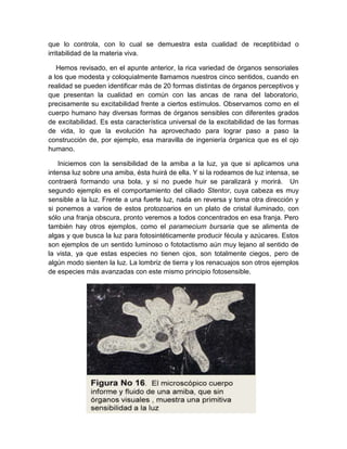 que lo controla, con lo cual se demuestra esta cualidad de receptibidad o
irritabilidad de la materia viva.

   Hemos revisado, en el apunte anterior, la rica variedad de órganos sensoriales
a los que modesta y coloquialmente llamamos nuestros cinco sentidos, cuando en
realidad se pueden identificar más de 20 formas distintas de órganos perceptivos y
que presentan la cualidad en común con las ancas de rana del laboratorio,
precisamente su excitabilidad frente a ciertos estímulos. Observamos como en el
cuerpo humano hay diversas formas de órganos sensibles con diferentes grados
de excitabilidad. Es esta característica universal de la excitabilidad de las formas
de vida, lo que la evolución ha aprovechado para lograr paso a paso la
construcción de, por ejemplo, esa maravilla de ingeniería órganica que es el ojo
humano.

    Iniciemos con la sensibilidad de la amiba a la luz, ya que si aplicamos una
intensa luz sobre una amiba, ésta huirá de ella. Y si la rodeamos de luz intensa, se
contraerá formando una bola, y si no puede huir se paralizará y morirá. Un
segundo ejemplo es el comportamiento del ciliado Stentor, cuya cabeza es muy
sensible a la luz. Frente a una fuerte luz, nada en reversa y toma otra dirección y
si ponemos a varios de estos protozoarios en un plato de cristal iluminado, con
sólo una franja obscura, pronto veremos a todos concentrados en esa franja. Pero
también hay otros ejemplos, como el paramecium bursaria que se alimenta de
algas y que busca la luz para fotosintéticamente producir fécula y azúcares. Estos
son ejemplos de un sentido luminoso o fototactismo aún muy lejano al sentido de
la vista, ya que estas especies no tienen ojos, son totalmente ciegos, pero de
algún modo sienten la luz. La lombriz de tierra y los renacuajos son otros ejemplos
de especies más avanzadas con este mismo principio fotosensible.
 