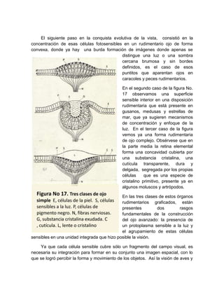 El siguiente paso en la conquista evolutiva de la vista, consistió en la
concentración de esas células fotosensibles en un rudimentario ojo de forma
convexa, donde ya hay una burda formación de imágenes donde apenas se
                                           distingue una luz o una sombra
                                           cercana brumosa y sin bordes
                                           definidos, es el caso de esos
                                           puntitos que aparentan ojos en
                                           caracoles y peces rudimentarios.

                                              En el segundo caso de la figura No.
                                              17 observamos una superficie
                                              sensible interior en una disposición
                                              rudimentaria que está presente en
                                              gusanos, medusas y estrellas de
                                              mar, que ya sugieren mecanismos
                                              de concentración y enfoque de la
                                              luz. En el tercer caso de la figura
                                              vemos ya una forma rudimentaria
                                              de ojo complejo. Obsérvese que en
                                              la parte media la retina elemental
                                              forma una concavidad cubierta por
                                              una substancia cristalina, una
                                              cutícula transparente, dura y
                                              delgada, segregada por los propias
                                              células     que es una especie de
                                              cristalino primitivo, presente ya en
                                              algunos moluscos y artrópodos.

                                             En las tres clases de estos órganos
                                             rudimentarios graficados, están
                                             presentes         dos        rasgos
                                             fundamentales de la construcción
                                             del ojo avanzado: la presencia de
                                             un protoplasma sensible a la luz y
                                             el agrupamiento de estas células
sensibles en una unidad integrada que hizo posible la visión.

     Ya que cada célula sensible cubre sólo un fragmento del campo visual, es
necesaria su integración para formar en su conjunto una imagen espacial, con lo
que se logró percibir la forma y movimiento de los objetos. Así la visión de aves y
 