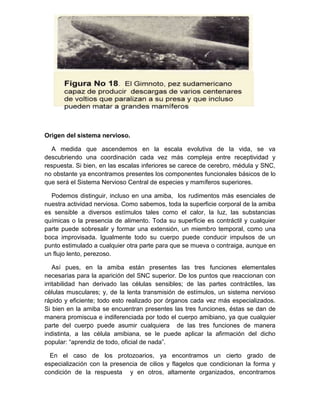 Origen del sistema nervioso.

  A medida que ascendemos en la escala evolutiva de la vida, se va
descubriendo una coordinación cada vez más compleja entre receptividad y
respuesta. Si bien, en las escalas inferiores se carece de cerebro, médula y SNC,
no obstante ya encontramos presentes los componentes funcionales básicos de lo
que será el Sistema Nervioso Central de especies y mamíferos superiores.

  Podemos distinguir, incluso en una amiba, los rudimentos más esenciales de
nuestra actividad nerviosa. Como sabemos, toda la superficie corporal de la amiba
es sensible a diversos estímulos tales como el calor, la luz, las substancias
químicas o la presencia de alimento. Toda su superficie es contráctil y cualquier
parte puede sobresalir y formar una extensión, un miembro temporal, como una
boca improvisada. Igualmente todo su cuerpo puede conducir impulsos de un
punto estimulado a cualquier otra parte para que se mueva o contraiga, aunque en
un flujo lento, perezoso.

    Así pues, en la amiba están presentes las tres funciones elementales
necesarias para la aparición del SNC superior. De los puntos que reaccionan con
irritabilidad han derivado las células sensibles; de las partes contráctiles, las
células musculares; y, de la lenta transmisión de estímulos, un sistema nervioso
rápido y eficiente; todo esto realizado por órganos cada vez más especializados.
Si bien en la amiba se encuentran presentes las tres funciones, éstas se dan de
manera promiscua e indiferenciada por todo el cuerpo amibiano, ya que cualquier
parte del cuerpo puede asumir cualquiera de las tres funciones de manera
indistinta, a las célula amibiana, se le puede aplicar la afirmación del dicho
popular: “aprendiz de todo, oficial de nada”.

  En el caso de los protozoarios, ya encontramos un cierto grado de
especialización con la presencia de cilios y flagelos que condicionan la forma y
condición de la respuesta y en otros, altamente organizados, encontramos
 