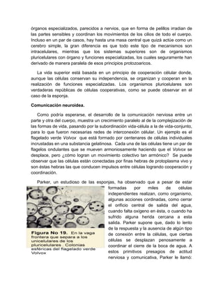 órganos especializados, parecidos a nervios, que en forma de pelillos irradian de
las partes sensibles y coordinan los movimientos de los cilios de todo el cuerpo.
Incluso en un par de casos, hay hasta una masa central que quizá actúe como un
cerebro simple, la gran diferencia es que todo este tipo de mecanismos son
intracelulares, mientras que los sistemas superiores son de organismos
pluricelulares con órgano y funciones especializadas, los cuales seguramente han
derivado de manera paralela de esos principios protozoaricos.

   La vida superior está basada en un principio de cooperación célular donde,
aunque las células conservan su independencia, se organizan y cooperan en la
realización de funciones especializadas. Los organismos pluricelulares son
verdaderas repúblicas de células cooperativas, como se puede observar en el
caso de la esponja.

Comunicación neuroidea.

    Como podría esperarse, el desarrollo de la comunicación nerviosa entre un
parte y otra del cuerpo, muestra un crecimiento paralelo al de la complejización de
las formas de vida, pasando por la subordinación vida-célula a la de vida-conjunto,
para lo que fueron necesarias redes de interconexión célular. Un ejemplo es el
flagelado verde Volvox que está formado por centenares de células individuales
incrustadas en una substancia gelatinosa. Cada una de las células tiene un par de
flagelos ondulantes que se mueven armoniosamente haciendo que el Volvox se
desplace, pero ¿cómo logran un movimiento colectivo tan armónico? Se puede
observar que las células están conectadas por finas hebras de protoplasma vivo y
son éstas hebras las que conducen impulsos entre células logrando cooperación y
coordinación.

   Parker, un estudioso de las esponjas, ha observado que a pesar de estar
                                    formadas     por     miles   de     células
                                    independientes realizan, como organismo,
                                    algunas acciones cordinadas, como cerrar
                                    el orificio central de salida del agua,
                                    cuando falta oxígeno en ésta, o cuando ha
                                    sufrido alguna herida cercana a esta
                                    salida. Parker supone que, dado lo lento
                                    de la respuesta y la ausencia de algún tipo
                                    de conexión entre la células, que ciertas
                                    células se desplazan penosamente a
                                    coordinar el cierre de la boca de agua. A
                                    estos primitivos presagios de actitud
                                    nerviosa y comunicativa, Parker le llamó:
 
