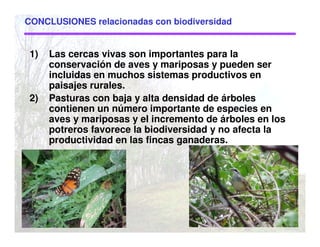 1) Las cercas vivas son importantes para la
conservación de aves y mariposas y pueden ser
incluidas en muchos sistemas productivos en
paisajes rurales.
2) Pasturas con baja y alta densidad de árboles
contienen un número importante de especies en
aves y mariposas y el incremento de árboles en los
potreros favorece la biodiversidad y no afecta la
productividad en las fincas ganaderas.
CONCLUSIONES relacionadas con biodiversidad
 