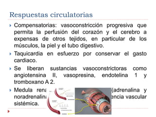 Respuestas circulatorias
 Compensatorias: vasoconstricción progresiva que
permita la perfusión del corazón y el cerebro a
expensas de otros tejidos, en particular de los
músculos, la piel y el tubo digestivo.
 Taquicardia en esfuerzo por conservar el gasto
cardiaco.
 Se liberan sustancias vasoconstrictoras como
angiotensina II, vasopresina, endotelina 1 y
tromboxano A 2.
 Medula renal libera catecolaminas (adrenalina y
noradrenalina) para aumentar la resistencia vascular
sistémica.
 