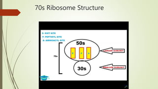 70s Ribosome Structure
 
