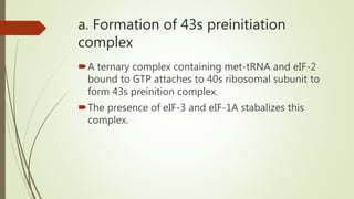 a. Formation of 43s preinitiation
complex
A ternary complex containing met-tRNA and eIF-2
bound to GTP attaches to 40s ribosomal subunit to
form 43s preinition complex.
The presence of eIF-3 and eIF-1A stabalizes this
complex.
 
