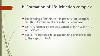 b. Formation of 48s initiation complex
The binding of mRNA to 43s preinitiation complex
results in formation of 48s initiation complex.
eIF-4f is formed by the association of eIF-4G, eIF-4A
with eIF-4E.
The eIF-4F(reffered to as cap binding protein) binds
to the cap of mRNA.
 