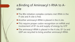 a.Binding of Aminoacyl t-RNA to A-
site
The 80s initiation complex contains met tRNA in the
P-site and A-site is free.
Another aminoacyl-tRNA is placed in the A site.
This require proper codon recognition on mRNA and
involvement of EF-1a and supply of energy by GTP
The aminoacyl-tRNA is placed in the A site, EF-1a and
GDP are recycled to bring another aminoacyl-tRNA.
 