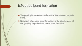 b.Peptide bond formation
 The peptidyl transferase catalyzes the formation of peptide
bond.
 Net result of peptide bond formation is the attachement of
the growing peptide chain to the tRNA in A-site.
 
