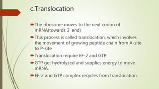 c.Translocation
The ribosome moves to the next codon of
mRNA(towards 3’ end)
This process is called translocation, which involves
the movement of growing peptide chain from A-site
to P-site
Translocation require EF-2 and GTP.
GTP get hydrolyzed and supplies energy to move
mRNA.
EF-2 and GTP complex recycles from translocation
 