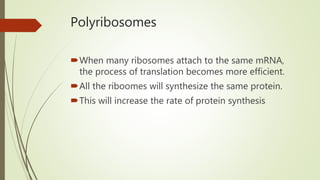 Polyribosomes
When many ribosomes attach to the same mRNA,
the process of translation becomes more efficient.
All the riboomes will synthesize the same protein.
This will increase the rate of protein synthesis
 