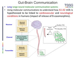 Gut-Brain Communication
• Long range neural molecular communication systems
• Using molecular communications to understand how A1-A2 milk is
hypothesized to be linked to cardiovascular and neurological
conditions in humans (impact of release of ß-casomorphins).
Bacterial
ingestion
Nervous System
Or Cardiovascular
System
Neuronal
networks
Channel
Molecular
production
Molecular
binding
Transmitter
Receiver
 