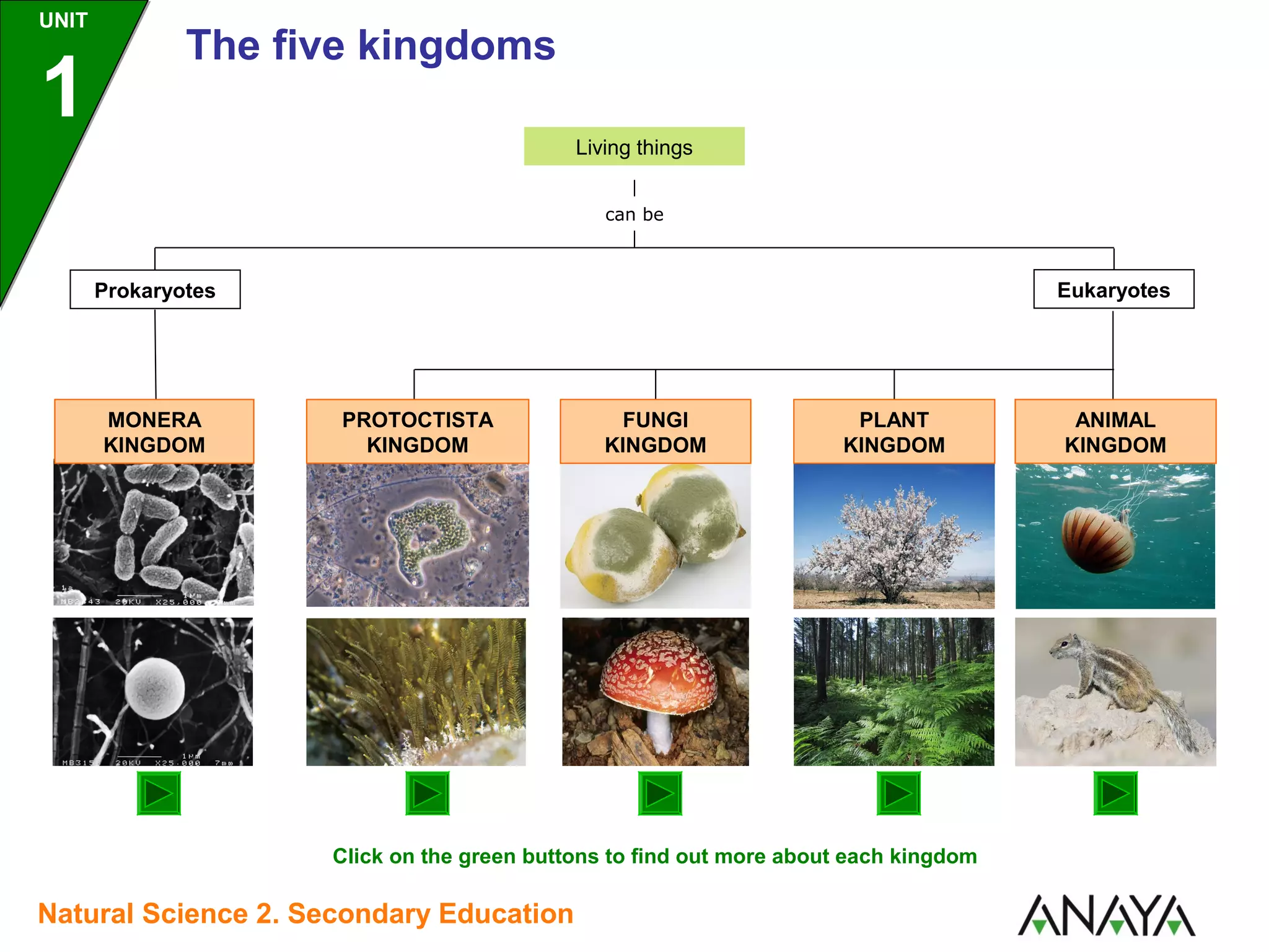UNIT

1

The five kingdoms
Living things
can be

Eukaryotes

Prokaryotes

MONERA
KINGDOM

PROTOCTISTA
KINGDOM

FUNGI
KINGDOM

PLANT
KINGDOM

Click on the green buttons to find out more about each kingdom

Natural Science 2. Secondary Education

ANIMAL
KINGDOM

 