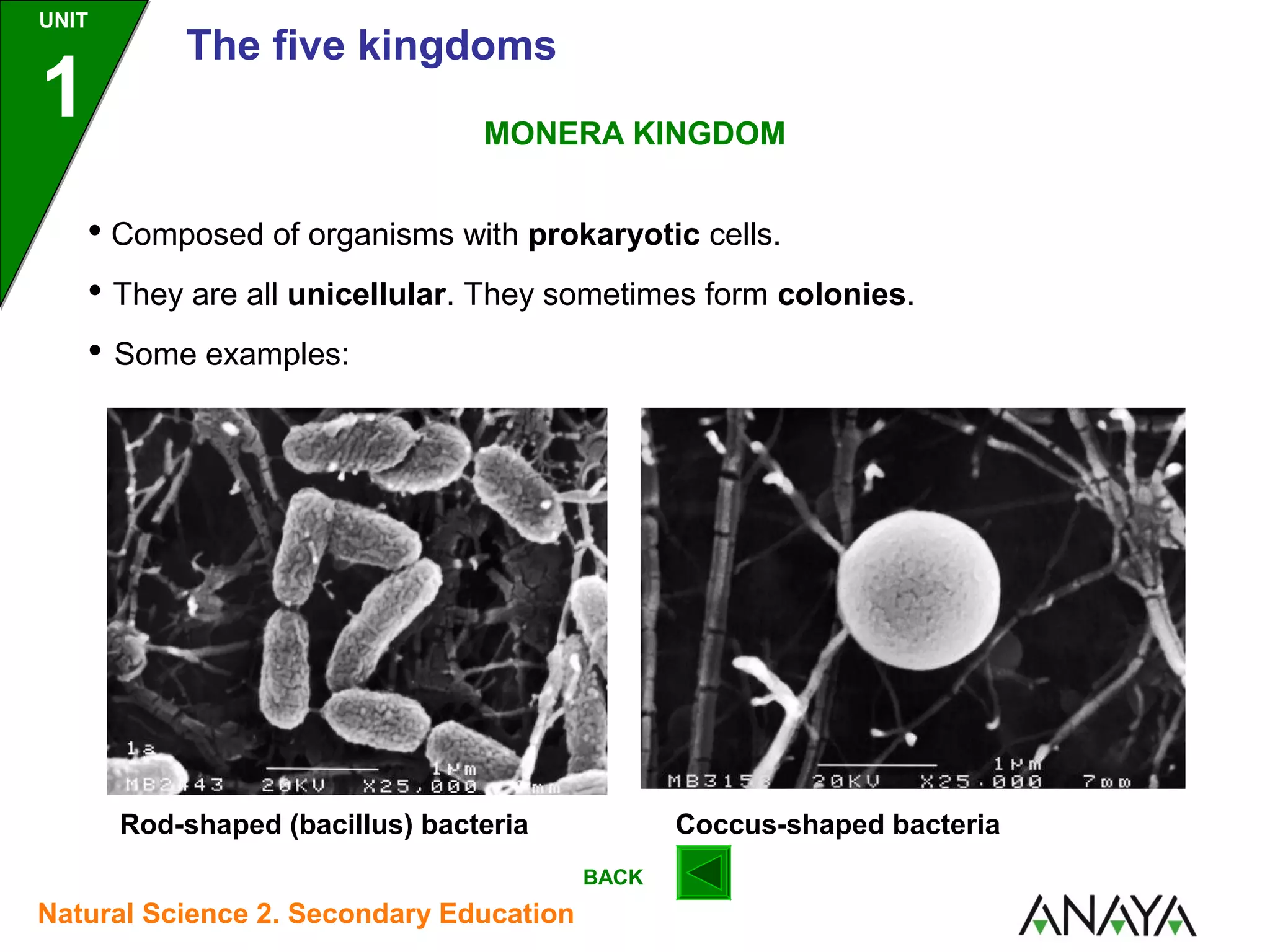 UNIT

1

The five kingdoms
MONERA KINGDOM

• Composed of organisms with prokaryotic cells.
• They are all unicellular. They sometimes form colonies.
• Some examples:

Rod-shaped (bacillus) bacteria

Coccus-shaped bacteria
BACK

Natural Science 2. Secondary Education

 