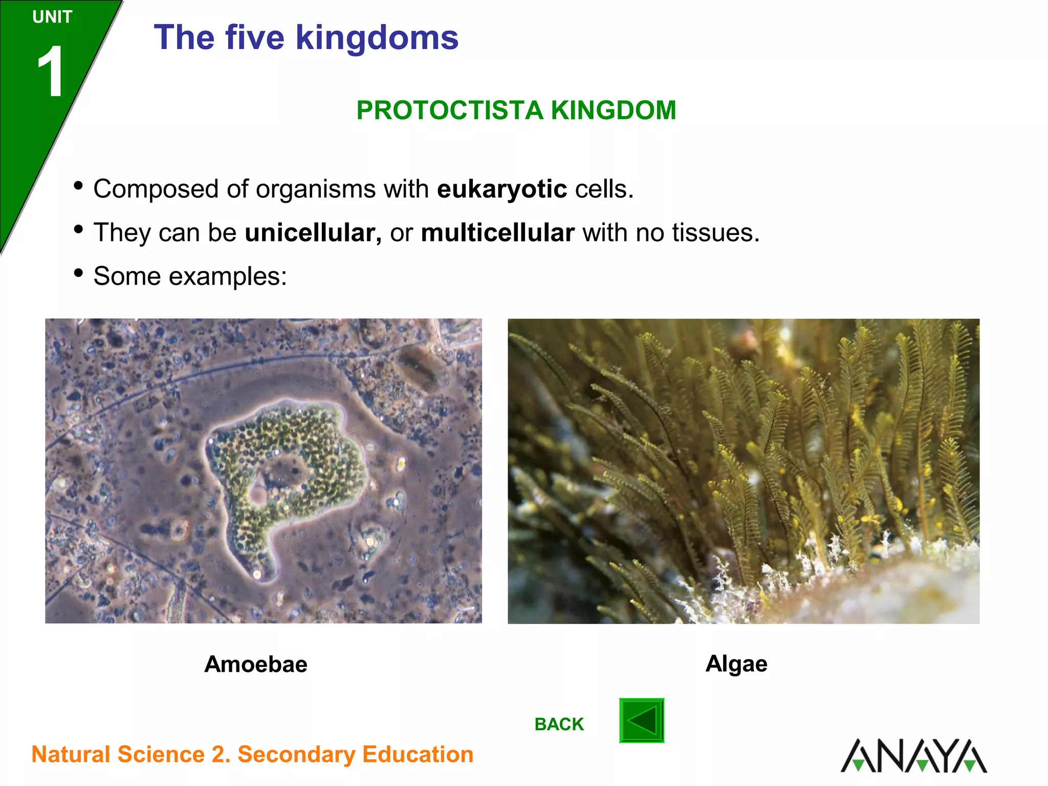 UNIT

1

The five kingdoms
PROTOCTISTA KINGDOM

• Composed of organisms with eukaryotic cells.
• They can be unicellular, or multicellular with no tissues.
• Some examples:

Algae

Amoebae
BACK

Natural Science 2. Secondary Education

 