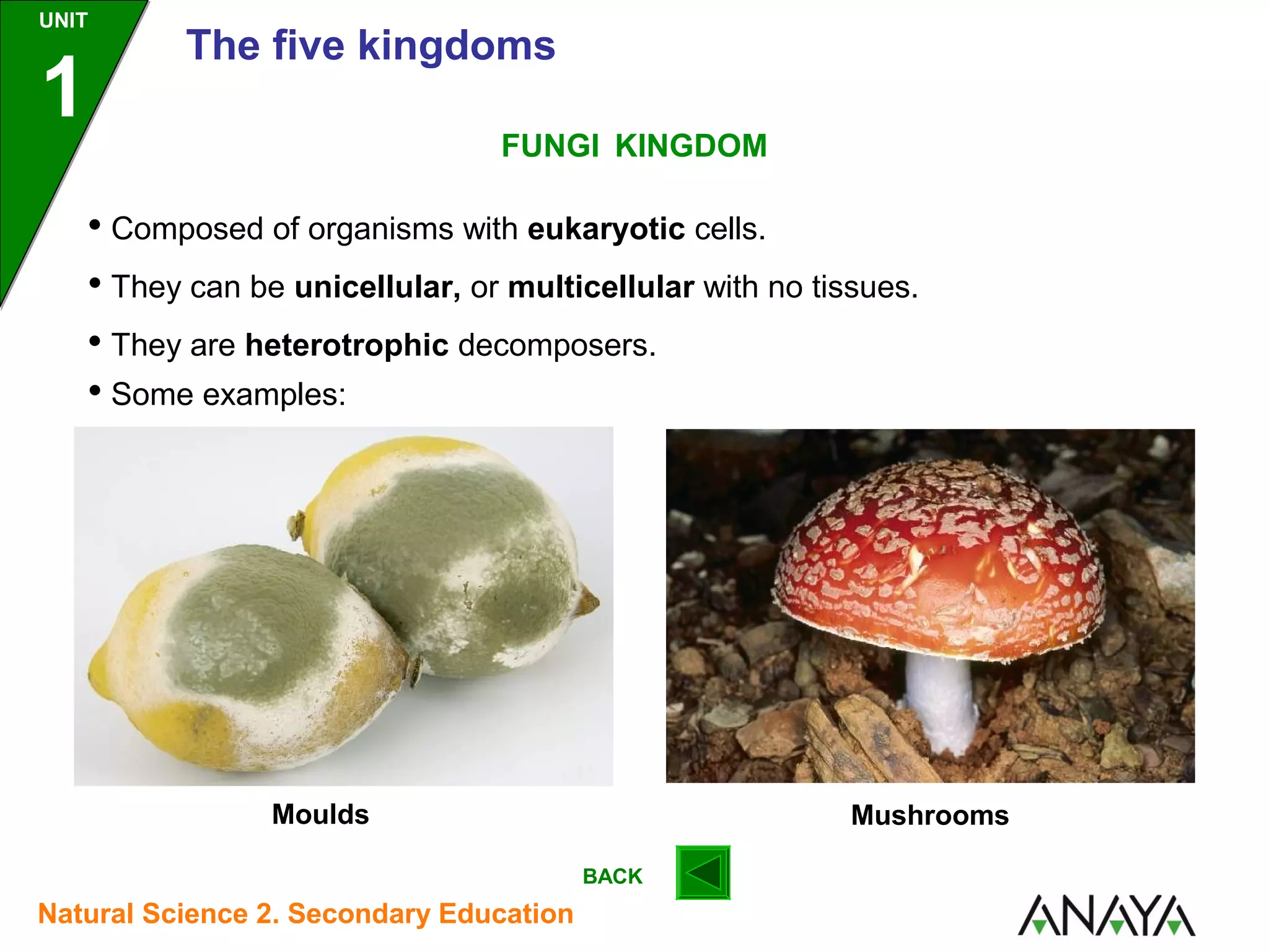 UNIT

1

The five kingdoms
FUNGI KINGDOM

• Composed of organisms with eukaryotic cells.
• They can be unicellular, or multicellular with no tissues.
• They are heterotrophic decomposers.
• Some examples:

Moulds

Mushrooms
BACK

Natural Science 2. Secondary Education

 