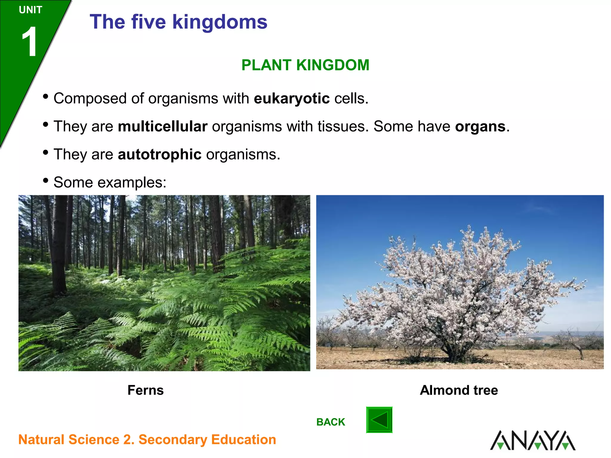 UNIT

1

The five kingdoms
PLANT KINGDOM

• Composed of organisms with eukaryotic cells.
• They are multicellular organisms with tissues. Some have organs.
• They are autotrophic organisms.
• Some examples:

Ferns

Almond tree
BACK

Natural Science 2. Secondary Education

 