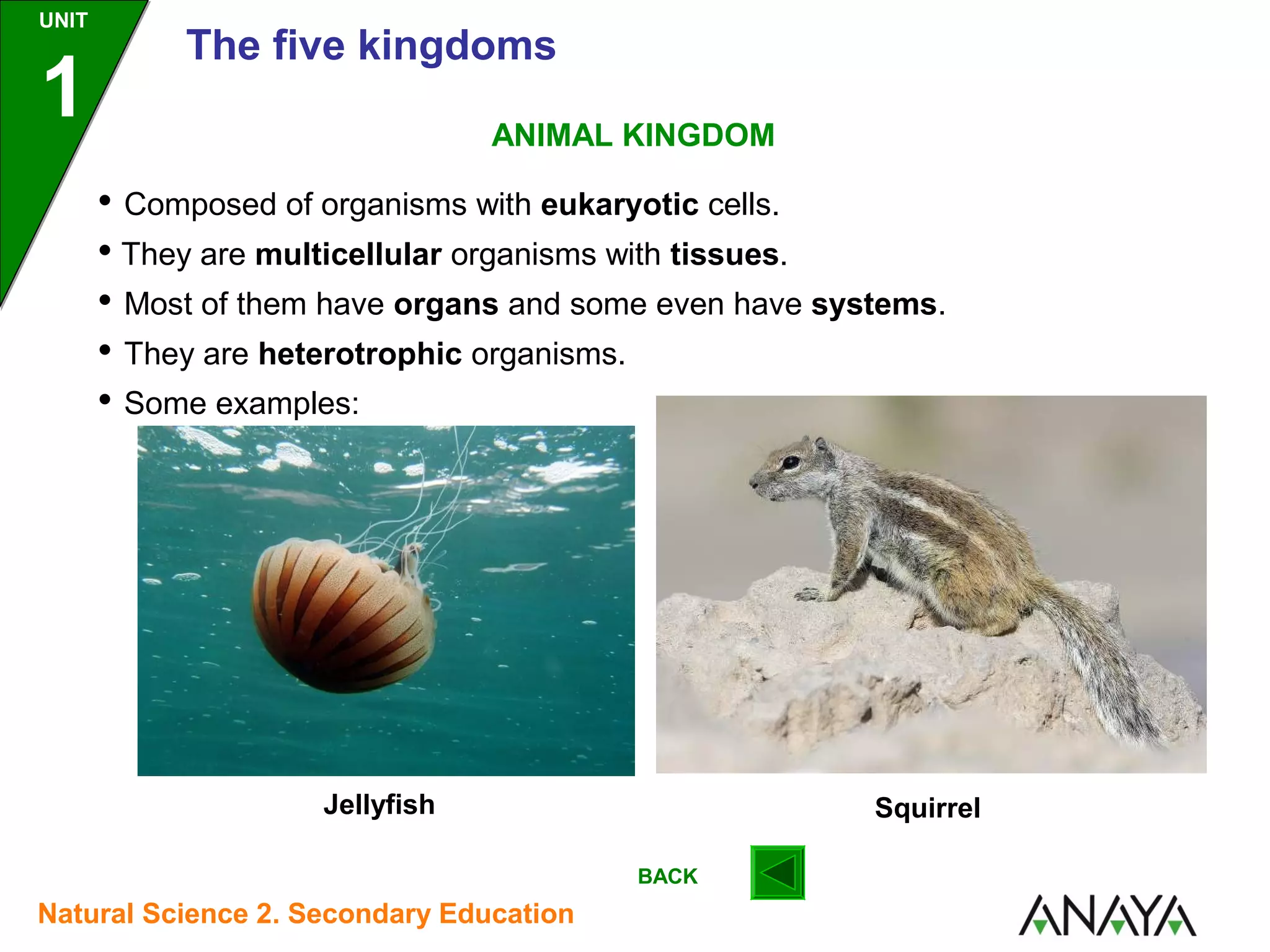 UNIT

1

The five kingdoms
ANIMAL KINGDOM

• Composed of organisms with eukaryotic cells.
• They are multicellular organisms with tissues.
• Most of them have organs and some even have systems.
• They are heterotrophic organisms.
• Some examples:

Jellyfish

Squirrel
BACK

Natural Science 2. Secondary Education

 