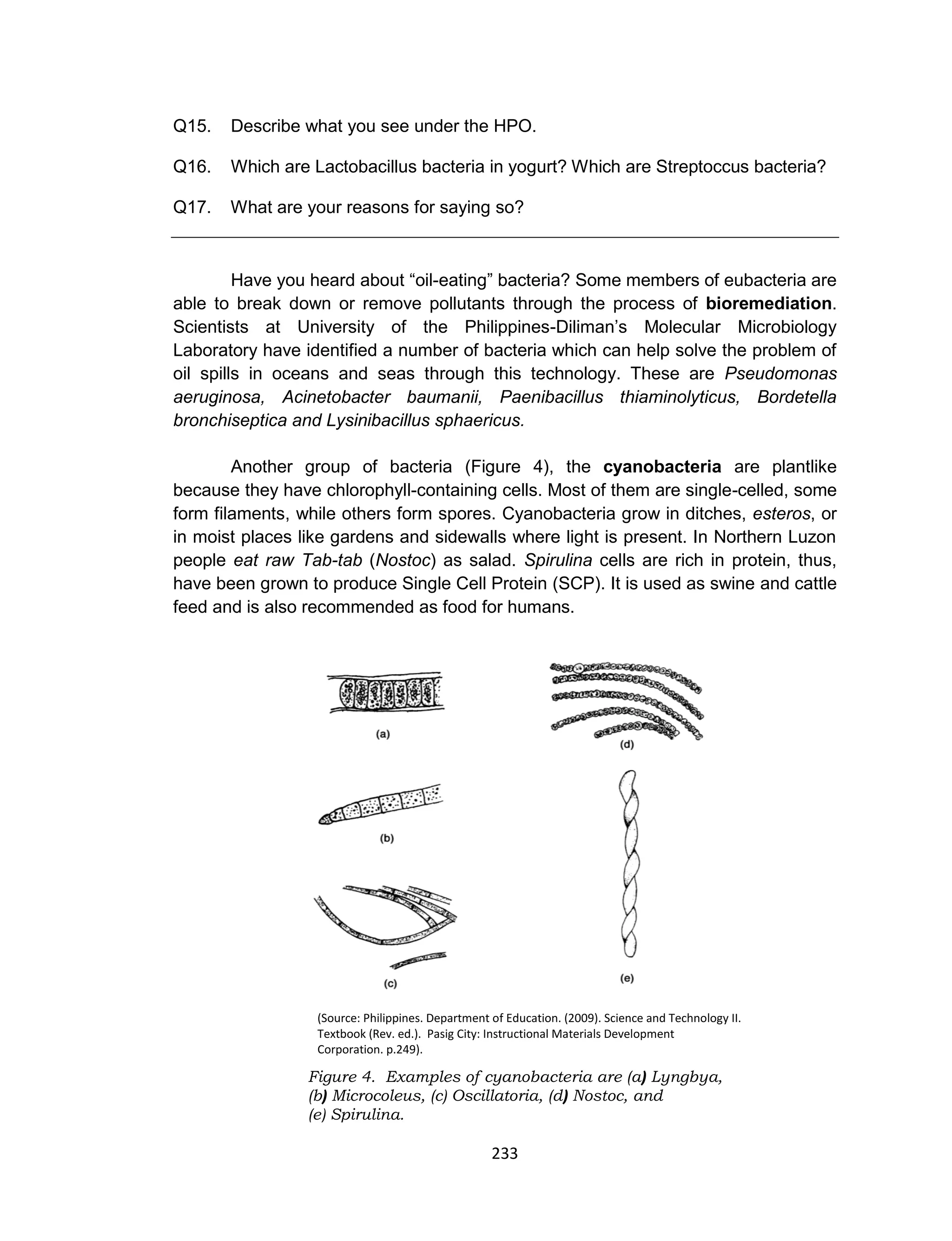 233
Q15. Describe what you see under the HPO.
Q16. Which are Lactobacillus bacteria in yogurt? Which are Streptoccus bacteria?
Q17. What are your reasons for saying so?
Have you heard about “oil-eating” bacteria? Some members of eubacteria are
able to break down or remove pollutants through the process of bioremediation.
Scientists at University of the Philippines-Diliman’s Molecular Microbiology
Laboratory have identified a number of bacteria which can help solve the problem of
oil spills in oceans and seas through this technology. These are Pseudomonas
aeruginosa, Acinetobacter baumanii, Paenibacillus thiaminolyticus, Bordetella
bronchiseptica and Lysinibacillus sphaericus.
Another group of bacteria (Figure 4), the cyanobacteria are plantlike
because they have chlorophyll-containing cells. Most of them are single-celled, some
form filaments, while others form spores. Cyanobacteria grow in ditches, esteros, or
in moist places like gardens and sidewalls where light is present. In Northern Luzon
people eat raw Tab-tab (Nostoc) as salad. Spirulina cells are rich in protein, thus,
have been grown to produce Single Cell Protein (SCP). It is used as swine and cattle
feed and is also recommended as food for humans.
(Source: Philippines. Department of Education. (2009). Science and Technology II.
Textbook (Rev. ed.). Pasig City: Instructional Materials Development
Corporation. p.249).
Figure 4. Examples of cyanobacteria are (a) Lyngbya,
(b) Microcoleus, (c) Oscillatoria, (d) Nostoc, and
(e) Spirulina.
 