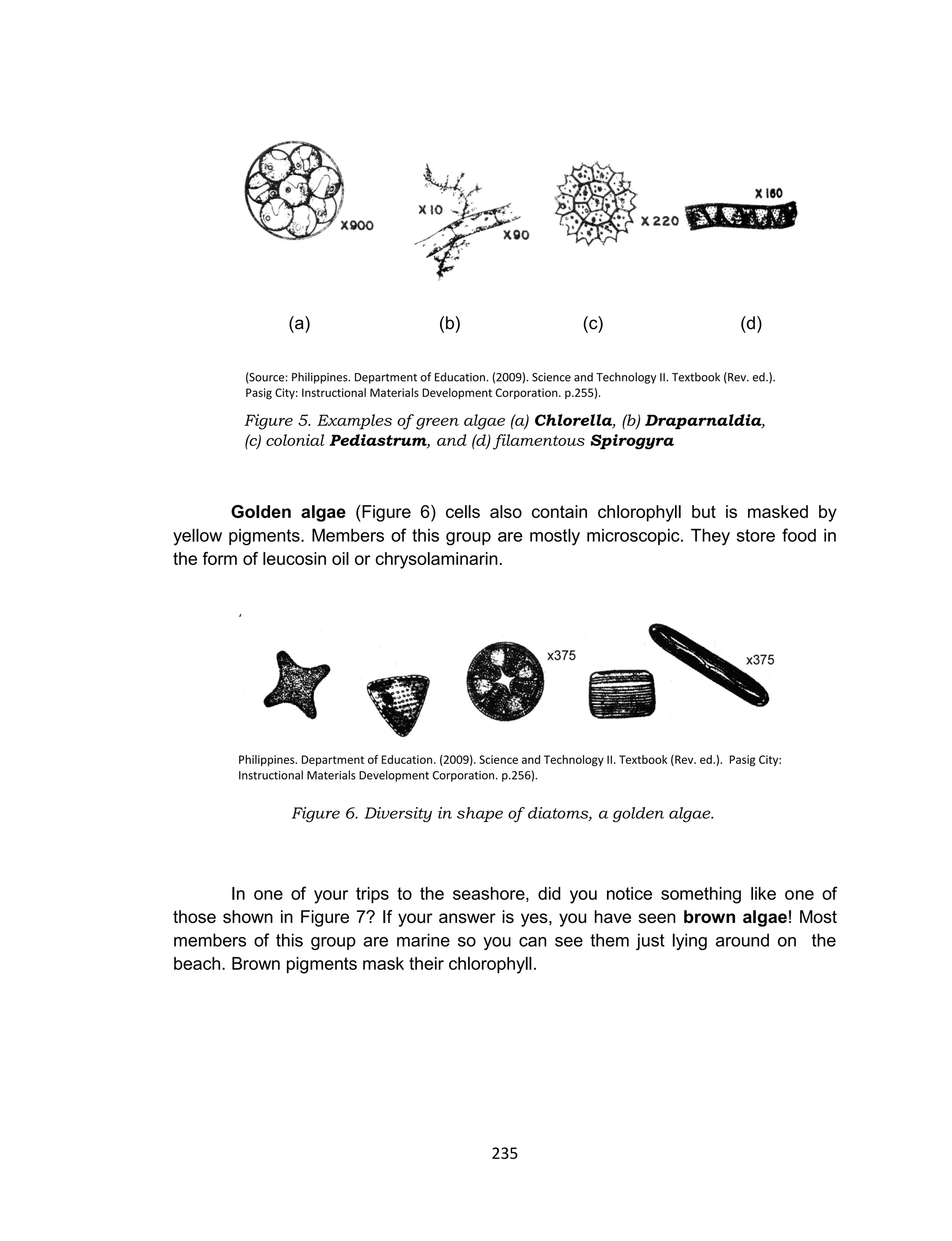 235
(a) (b) (c) (d)
(Source: Philippines. Department of Education. (2009). Science and Technology II. Textbook (Rev. ed.).
Pasig City: Instructional Materials Development Corporation. p.255).
Golden algae (Figure 6) cells also contain chlorophyll but is masked by
yellow pigments. Members of this group are mostly microscopic. They store food in
the form of leucosin oil or chrysolaminarin.
(
S
o
u
r
c
e
:
Philippines. Department of Education. (2009). Science and Technology II. Textbook (Rev. ed.). Pasig City:
Instructional Materials Development Corporation. p.256).
Figure 6. Diversity in shape of diatoms, a golden algae.
In one of your trips to the seashore, did you notice something like one of
those shown in Figure 7? If your answer is yes, you have seen brown algae! Most
members of this group are marine so you can see them just lying around on the
beach. Brown pigments mask their chlorophyll.
Figure 5. Examples of green algae (a) Chlorella, (b) Draparnaldia,
(c) colonial Pediastrum, and (d) filamentous Spirogyra
 