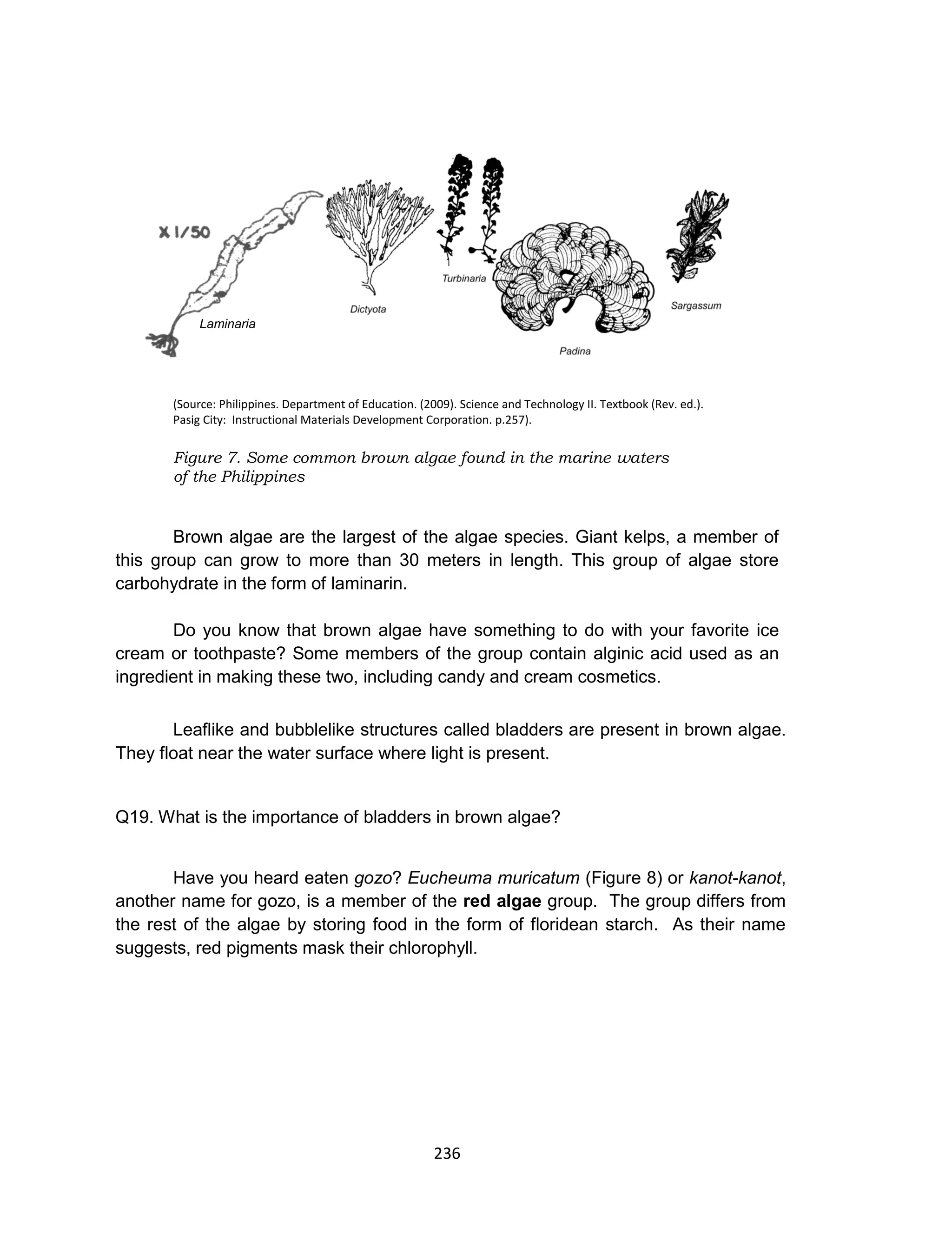 236
(Source: Philippines. Department of Education. (2009). Science and Technology II. Textbook (Rev. ed.).
Pasig City: Instructional Materials Development Corporation. p.257).
Figure 7. Some common brown algae found in the marine waters
of the Philippines
Brown algae are the largest of the algae species. Giant kelps, a member of
this group can grow to more than 30 meters in length. This group of algae store
carbohydrate in the form of laminarin.
Do you know that brown algae have something to do with your favorite ice
cream or toothpaste? Some members of the group contain alginic acid used as an
ingredient in making these two, including candy and cream cosmetics.
Leaflike and bubblelike structures called bladders are present in brown algae.
They float near the water surface where light is present.
Q19. What is the importance of bladders in brown algae?
Have you heard eaten gozo? Eucheuma muricatum (Figure 8) or kanot-kanot,
another name for gozo, is a member of the red algae group. The group differs from
the rest of the algae by storing food in the form of floridean starch. As their name
suggests, red pigments mask their chlorophyll.
Laminaria
 