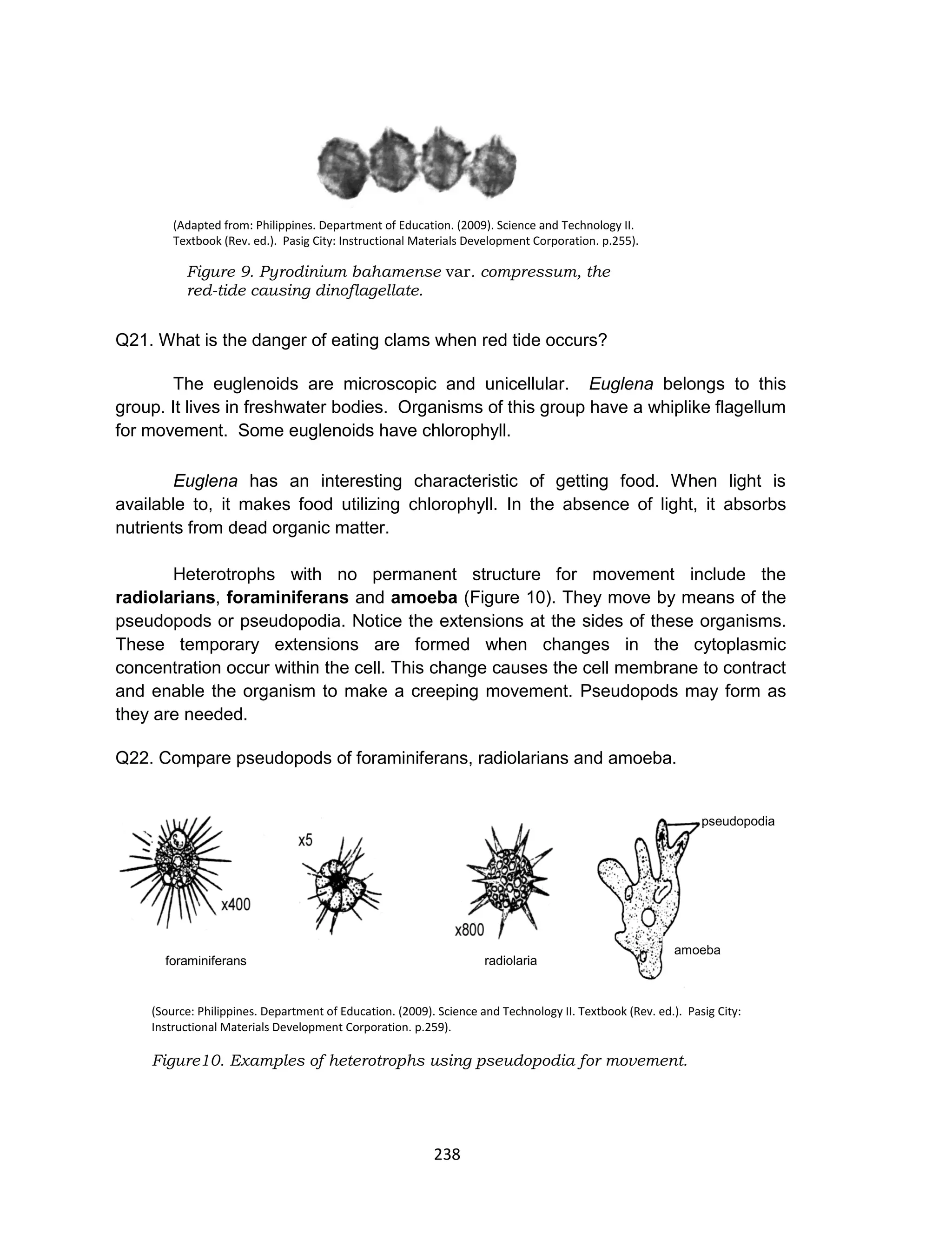 238
(Adapted from: Philippines. Department of Education. (2009). Science and Technology II.
Textbook (Rev. ed.). Pasig City: Instructional Materials Development Corporation. p.255).
Q21. What is the danger of eating clams when red tide occurs?
The euglenoids are microscopic and unicellular. Euglena belongs to this
group. It lives in freshwater bodies. Organisms of this group have a whiplike flagellum
for movement. Some euglenoids have chlorophyll.
Euglena has an interesting characteristic of getting food. When light is
available to, it makes food utilizing chlorophyll. In the absence of light, it absorbs
nutrients from dead organic matter.
Heterotrophs with no permanent structure for movement include the
radiolarians, foraminiferans and amoeba (Figure 10). They move by means of the
pseudopods or pseudopodia. Notice the extensions at the sides of these organisms.
These temporary extensions are formed when changes in the cytoplasmic
concentration occur within the cell. This change causes the cell membrane to contract
and enable the organism to make a creeping movement. Pseudopods may form as
they are needed.
Q22. Compare pseudopods of foraminiferans, radiolarians and amoeba.
(Source: Philippines. Department of Education. (2009). Science and Technology II. Textbook (Rev. ed.). Pasig City:
Instructional Materials Development Corporation. p.259).
Figure10. Examples of heterotrophs using pseudopodia for movement.
Figure 9. Pyrodinium bahamense var. compressum, the
red-tide causing dinoflagellate.
foraminiferans radiolaria
n
amoeba
pseudopodia
 