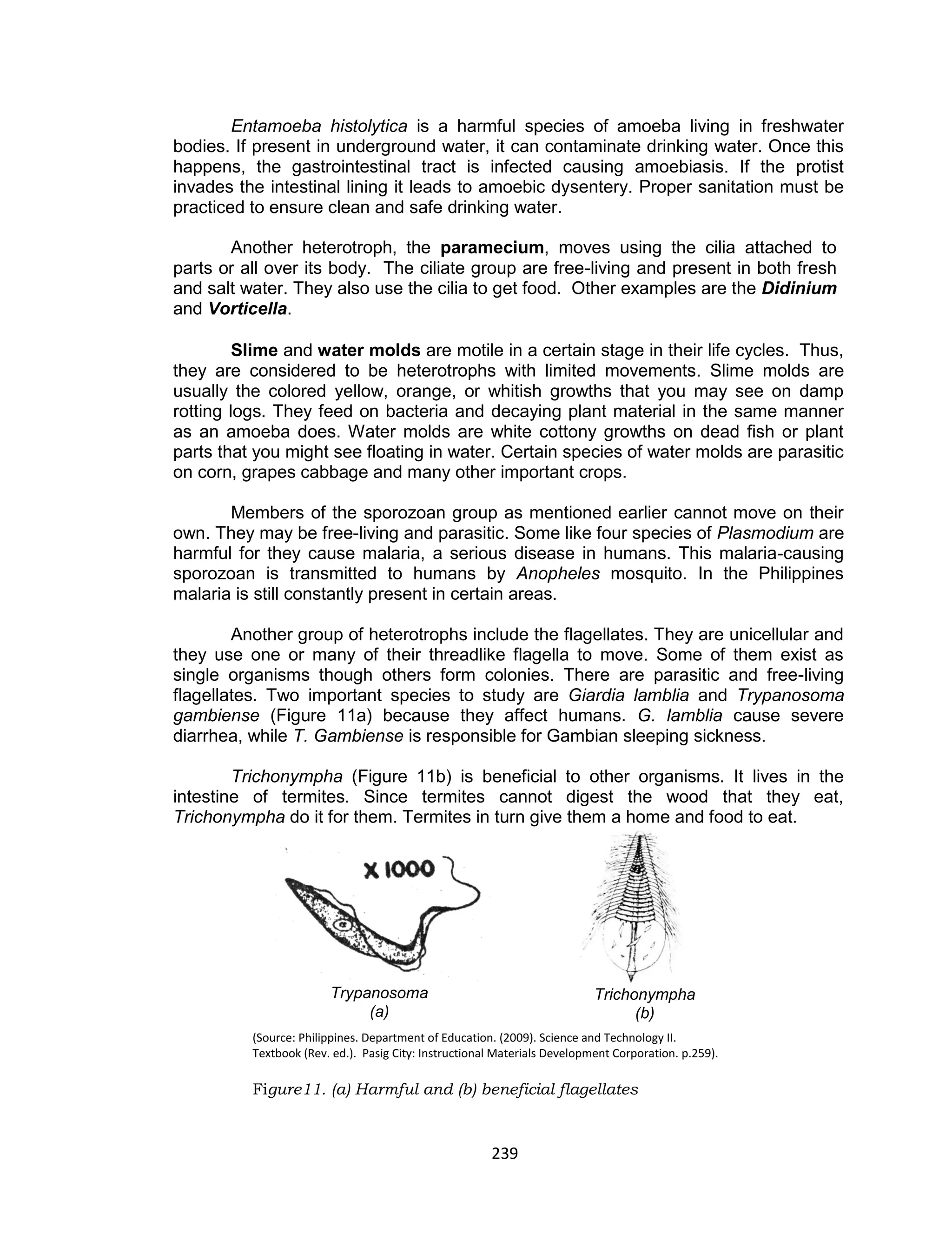 239
Entamoeba histolytica is a harmful species of amoeba living in freshwater
bodies. If present in underground water, it can contaminate drinking water. Once this
happens, the gastrointestinal tract is infected causing amoebiasis. If the protist
invades the intestinal lining it leads to amoebic dysentery. Proper sanitation must be
practiced to ensure clean and safe drinking water.
Another heterotroph, the paramecium, moves using the cilia attached to
parts or all over its body. The ciliate group are free-living and present in both fresh
and salt water. They also use the cilia to get food. Other examples are the Didinium
and Vorticella.
Slime and water molds are motile in a certain stage in their life cycles. Thus,
they are considered to be heterotrophs with limited movements. Slime molds are
usually the colored yellow, orange, or whitish growths that you may see on damp
rotting logs. They feed on bacteria and decaying plant material in the same manner
as an amoeba does. Water molds are white cottony growths on dead fish or plant
parts that you might see floating in water. Certain species of water molds are parasitic
on corn, grapes cabbage and many other important crops.
Members of the sporozoan group as mentioned earlier cannot move on their
own. They may be free-living and parasitic. Some like four species of Plasmodium are
harmful for they cause malaria, a serious disease in humans. This malaria-causing
sporozoan is transmitted to humans by Anopheles mosquito. In the Philippines
malaria is still constantly present in certain areas.
Another group of heterotrophs include the flagellates. They are unicellular and
they use one or many of their threadlike flagella to move. Some of them exist as
single organisms though others form colonies. There are parasitic and free-living
flagellates. Two important species to study are Giardia lamblia and Trypanosoma
gambiense (Figure 11a) because they affect humans. G. lamblia cause severe
diarrhea, while T. Gambiense is responsible for Gambian sleeping sickness.
Trichonympha (Figure 11b) is beneficial to other organisms. It lives in the
intestine of termites. Since termites cannot digest the wood that they eat,
Trichonympha do it for them. Termites in turn give them a home and food to eat.
(Source: Philippines. Department of Education. (2009). Science and Technology II.
Textbook (Rev. ed.). Pasig City: Instructional Materials Development Corporation. p.259).
Figure11. (a) Harmful and (b) beneficial flagellates
Trypanosoma
(a)
Trichonympha
(b)
 