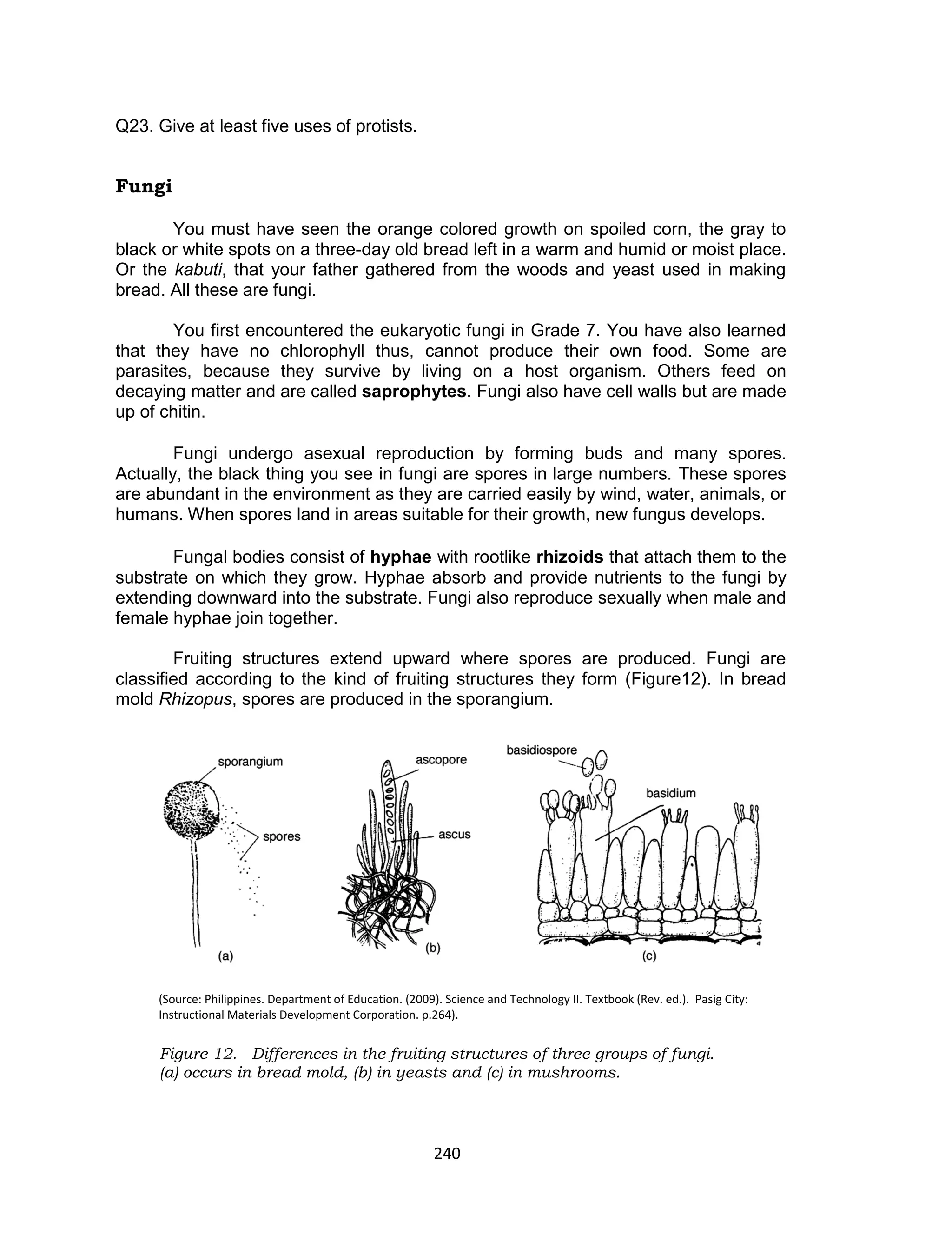 240
Q23. Give at least five uses of protists.
Fungi
You must have seen the orange colored growth on spoiled corn, the gray to
black or white spots on a three-day old bread left in a warm and humid or moist place.
Or the kabuti, that your father gathered from the woods and yeast used in making
bread. All these are fungi.
You first encountered the eukaryotic fungi in Grade 7. You have also learned
that they have no chlorophyll thus, cannot produce their own food. Some are
parasites, because they survive by living on a host organism. Others feed on
decaying matter and are called saprophytes. Fungi also have cell walls but are made
up of chitin.
Fungi undergo asexual reproduction by forming buds and many spores.
Actually, the black thing you see in fungi are spores in large numbers. These spores
are abundant in the environment as they are carried easily by wind, water, animals, or
humans. When spores land in areas suitable for their growth, new fungus develops.
Fungal bodies consist of hyphae with rootlike rhizoids that attach them to the
substrate on which they grow. Hyphae absorb and provide nutrients to the fungi by
extending downward into the substrate. Fungi also reproduce sexually when male and
female hyphae join together.
Fruiting structures extend upward where spores are produced. Fungi are
classified according to the kind of fruiting structures they form (Figure12). In bread
mold Rhizopus, spores are produced in the sporangium.
(Source: Philippines. Department of Education. (2009). Science and Technology II. Textbook (Rev. ed.). Pasig City:
Instructional Materials Development Corporation. p.264).
Figure 12. Differences in the fruiting structures of three groups of fungi.
(a) occurs in bread mold, (b) in yeasts and (c) in mushrooms.
 