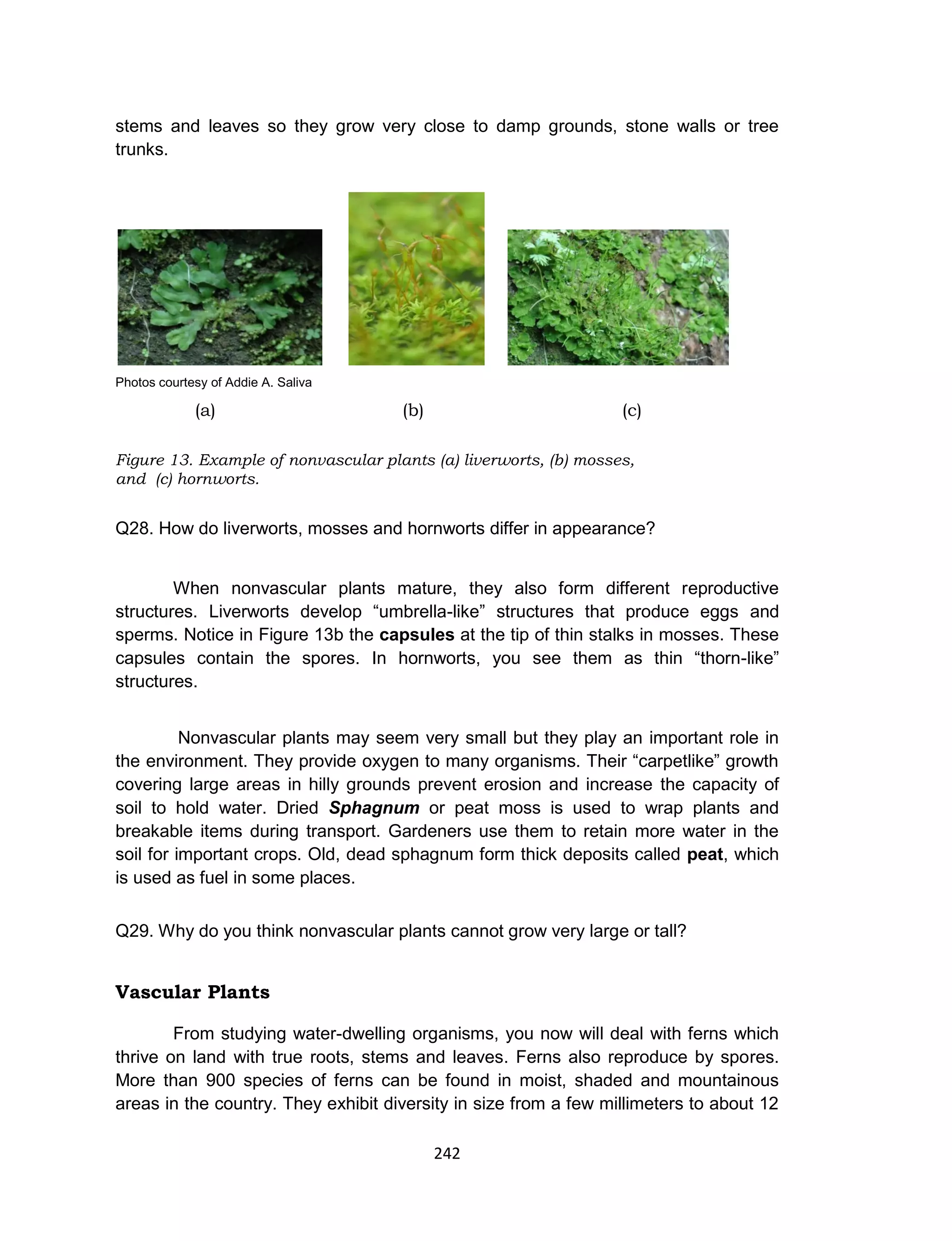 242
stems and leaves so they grow very close to damp grounds, stone walls or tree
trunks.
Photos courtesy of Addie A. Saliva
(a) (b) (c)
Figure 13. Example of nonvascular plants (a) liverworts, (b) mosses,
and (c) hornworts.
Q28. How do liverworts, mosses and hornworts differ in appearance?
When nonvascular plants mature, they also form different reproductive
structures. Liverworts develop “umbrella-like” structures that produce eggs and
sperms. Notice in Figure 13b the capsules at the tip of thin stalks in mosses. These
capsules contain the spores. In hornworts, you see them as thin “thorn-like”
structures.
Nonvascular plants may seem very small but they play an important role in
the environment. They provide oxygen to many organisms. Their “carpetlike” growth
covering large areas in hilly grounds prevent erosion and increase the capacity of
soil to hold water. Dried Sphagnum or peat moss is used to wrap plants and
breakable items during transport. Gardeners use them to retain more water in the
soil for important crops. Old, dead sphagnum form thick deposits called peat, which
is used as fuel in some places.
Q29. Why do you think nonvascular plants cannot grow very large or tall?
Vascular Plants
From studying water-dwelling organisms, you now will deal with ferns which
thrive on land with true roots, stems and leaves. Ferns also reproduce by spores.
More than 900 species of ferns can be found in moist, shaded and mountainous
areas in the country. They exhibit diversity in size from a few millimeters to about 12
 