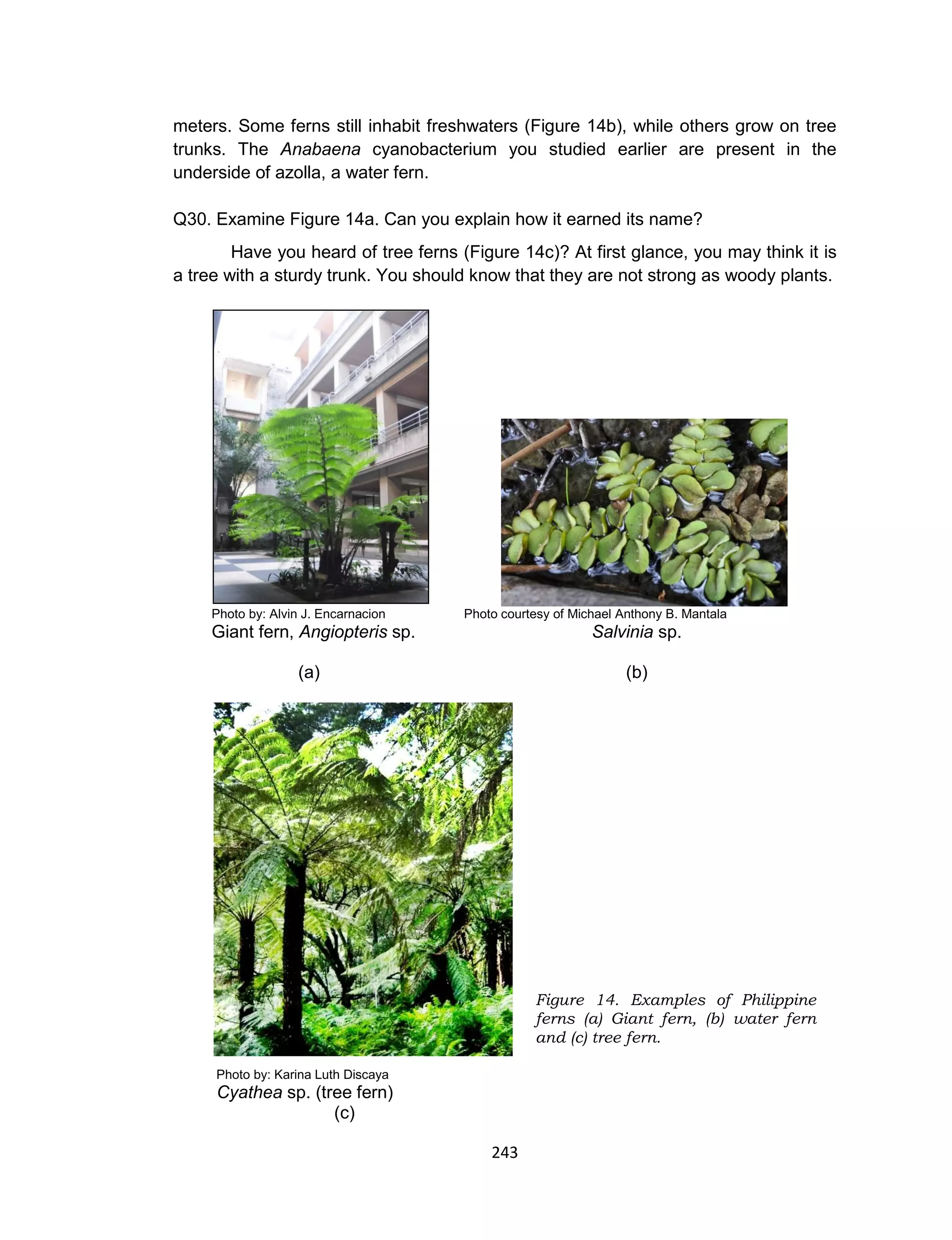 243
meters. Some ferns still inhabit freshwaters (Figure 14b), while others grow on tree
trunks. The Anabaena cyanobacterium you studied earlier are present in the
underside of azolla, a water fern.
Q30. Examine Figure 14a. Can you explain how it earned its name?
Have you heard of tree ferns (Figure 14c)? At first glance, you may think it is
a tree with a sturdy trunk. You should know that they are not strong as woody plants.
Photo by: Alvin J. Encarnacion Photo courtesy of Michael Anthony B. Mantala
Giant fern, Angiopteris sp. Salvinia sp.
(a) (b)
Photo by: Karina Luth Discaya
Cyathea sp. (tree fern)
(c)
Figure 14. Examples of Philippine
ferns (a) Giant fern, (b) water fern
and (c) tree fern.
 