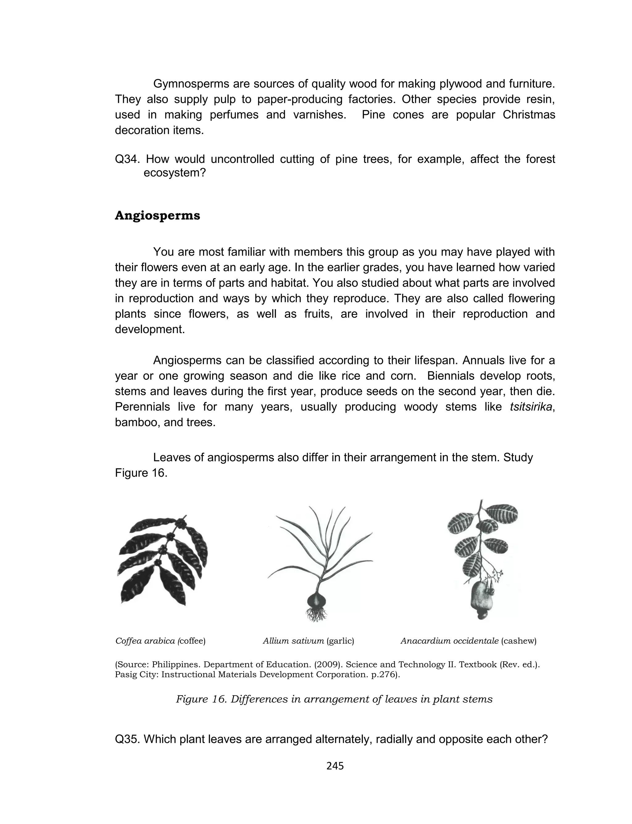 245
Gymnosperms are sources of quality wood for making plywood and furniture.
They also supply pulp to paper-producing factories. Other species provide resin,
used in making perfumes and varnishes. Pine cones are popular Christmas
decoration items.
Q34. How would uncontrolled cutting of pine trees, for example, affect the forest
ecosystem?
Angiosperms
You are most familiar with members this group as you may have played with
their flowers even at an early age. In the earlier grades, you have learned how varied
they are in terms of parts and habitat. You also studied about what parts are involved
in reproduction and ways by which they reproduce. They are also called flowering
plants since flowers, as well as fruits, are involved in their reproduction and
development.
Angiosperms can be classified according to their lifespan. Annuals live for a
year or one growing season and die like rice and corn. Biennials develop roots,
stems and leaves during the first year, produce seeds on the second year, then die.
Perennials live for many years, usually producing woody stems like tsitsirika,
bamboo, and trees.
Leaves of angiosperms also differ in their arrangement in the stem. Study
Figure 16.
Coffea arabica (coffee) Allium sativum (garlic) Anacardium occidentale (cashew)
(Source: Philippines. Department of Education. (2009). Science and Technology II. Textbook (Rev. ed.).
Pasig City: Instructional Materials Development Corporation. p.276).
Figure 16. Differences in arrangement of leaves in plant stems
Q35. Which plant leaves are arranged alternately, radially and opposite each other?
 