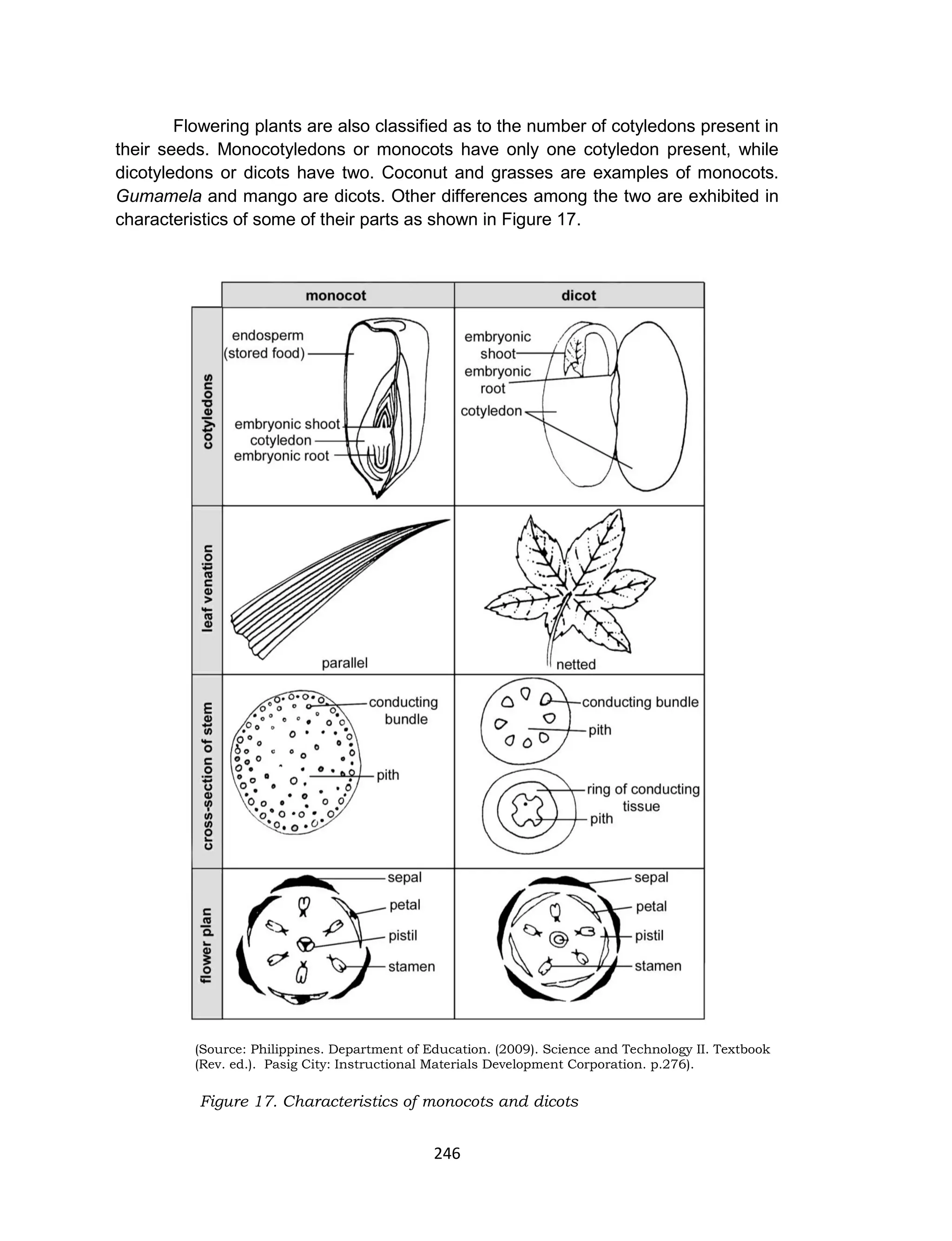 246
Flowering plants are also classified as to the number of cotyledons present in
their seeds. Monocotyledons or monocots have only one cotyledon present, while
dicotyledons or dicots have two. Coconut and grasses are examples of monocots.
Gumamela and mango are dicots. Other differences among the two are exhibited in
characteristics of some of their parts as shown in Figure 17.
(Source: Philippines. Department of Education. (2009). Science and Technology II. Textbook
(Rev. ed.). Pasig City: Instructional Materials Development Corporation. p.276).
Figure 17. Characteristics of monocots and dicots
 
