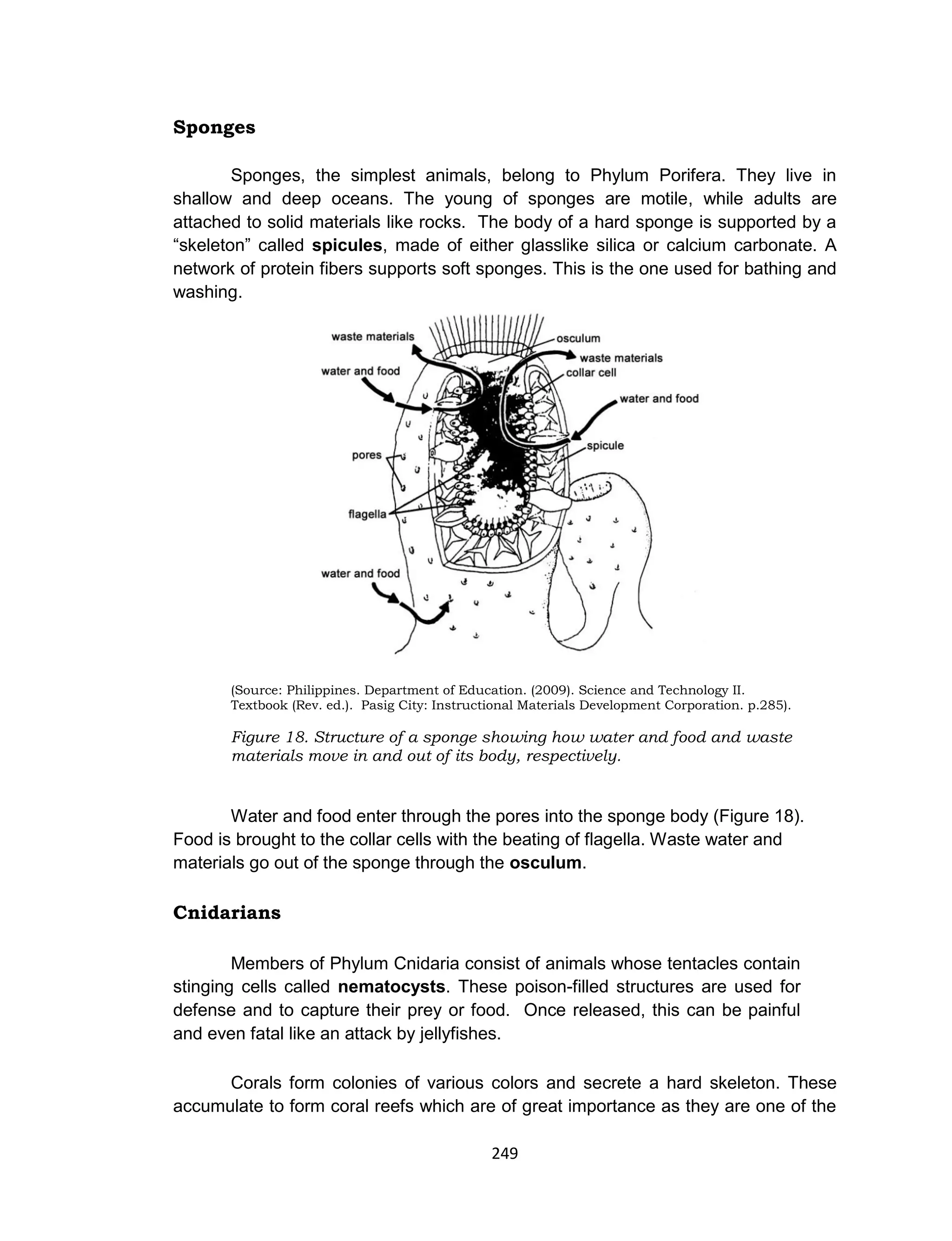 249
Sponges
Sponges, the simplest animals, belong to Phylum Porifera. They live in
shallow and deep oceans. The young of sponges are motile, while adults are
attached to solid materials like rocks. The body of a hard sponge is supported by a
“skeleton” called spicules, made of either glasslike silica or calcium carbonate. A
network of protein fibers supports soft sponges. This is the one used for bathing and
washing.
(Source: Philippines. Department of Education. (2009). Science and Technology II.
Textbook (Rev. ed.). Pasig City: Instructional Materials Development Corporation. p.285).
Figure 18. Structure of a sponge showing how water and food and waste
materials move in and out of its body, respectively.
Water and food enter through the pores into the sponge body (Figure 18).
Food is brought to the collar cells with the beating of flagella. Waste water and
materials go out of the sponge through the osculum.
Cnidarians
Members of Phylum Cnidaria consist of animals whose tentacles contain
stinging cells called nematocysts. These poison-filled structures are used for
defense and to capture their prey or food. Once released, this can be painful
and even fatal like an attack by jellyfishes.
Corals form colonies of various colors and secrete a hard skeleton. These
accumulate to form coral reefs which are of great importance as they are one of the
 