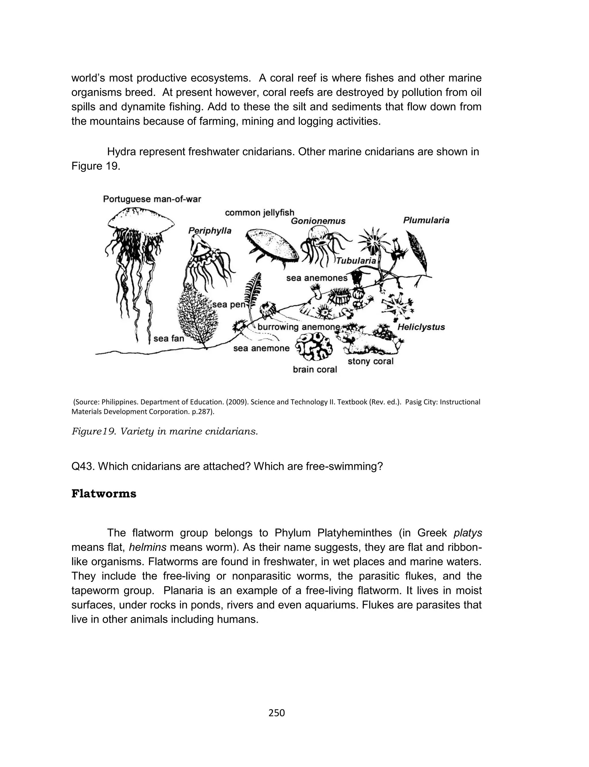 250
world’s most productive ecosystems. A coral reef is where fishes and other marine
organisms breed. At present however, coral reefs are destroyed by pollution from oil
spills and dynamite fishing. Add to these the silt and sediments that flow down from
the mountains because of farming, mining and logging activities.
Hydra represent freshwater cnidarians. Other marine cnidarians are shown in
Figure 19.
(Source: Philippines. Department of Education. (2009). Science and Technology II. Textbook (Rev. ed.). Pasig City: Instructional
Materials Development Corporation. p.287).
Figure19. Variety in marine cnidarians.
Q43. Which cnidarians are attached? Which are free-swimming?
Flatworms
The flatworm group belongs to Phylum Platyheminthes (in Greek platys
means flat, helmins means worm). As their name suggests, they are flat and ribbon-
like organisms. Flatworms are found in freshwater, in wet places and marine waters.
They include the free-living or nonparasitic worms, the parasitic flukes, and the
tapeworm group. Planaria is an example of a free-living flatworm. It lives in moist
surfaces, under rocks in ponds, rivers and even aquariums. Flukes are parasites that
live in other animals including humans.
 