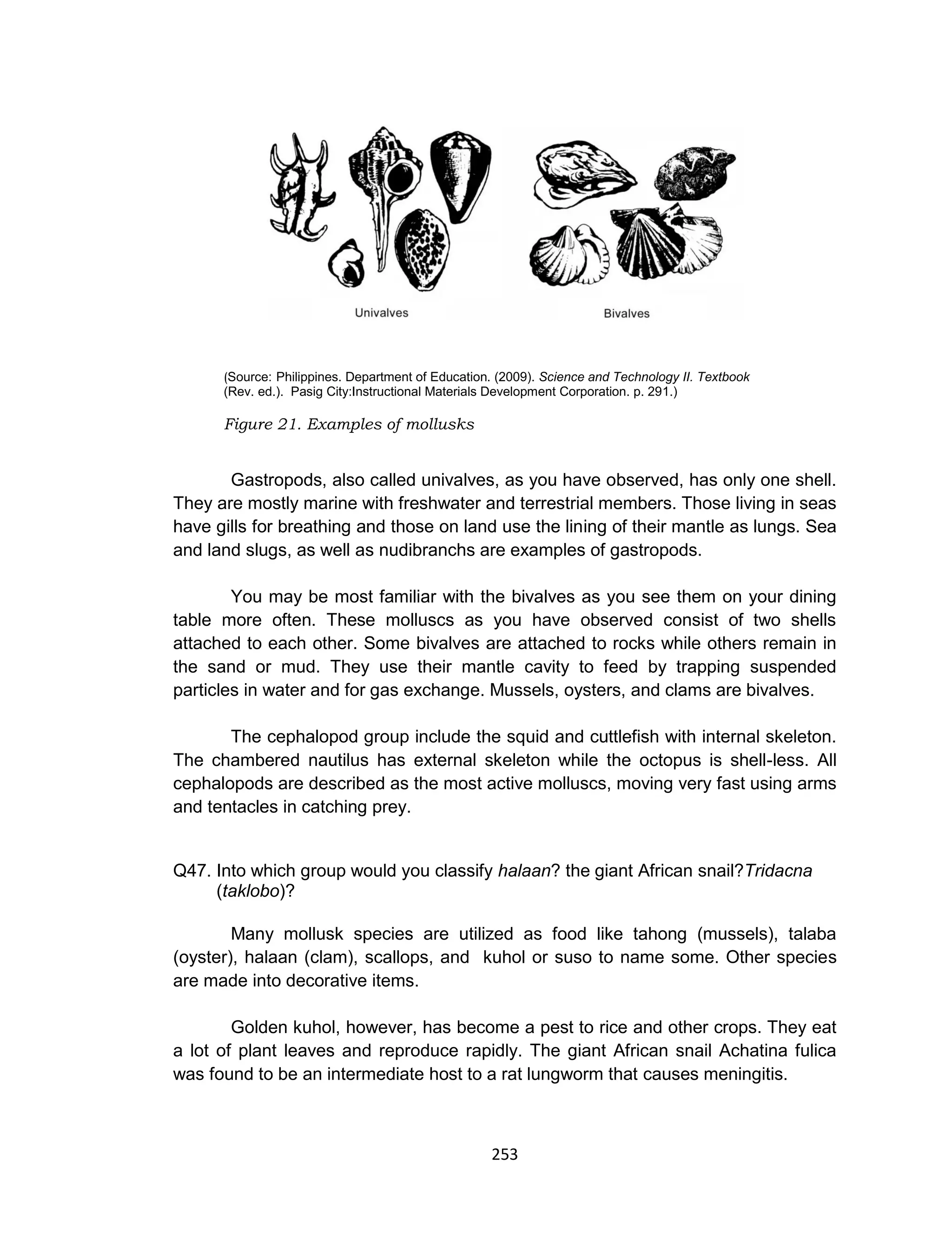 253
(Source: Philippines. Department of Education. (2009). Science and Technology II. Textbook
(Rev. ed.). Pasig City:Instructional Materials Development Corporation. p. 291.)
Figure 21. Examples of mollusks
Gastropods, also called univalves, as you have observed, has only one shell.
They are mostly marine with freshwater and terrestrial members. Those living in seas
have gills for breathing and those on land use the lining of their mantle as lungs. Sea
and land slugs, as well as nudibranchs are examples of gastropods.
You may be most familiar with the bivalves as you see them on your dining
table more often. These molluscs as you have observed consist of two shells
attached to each other. Some bivalves are attached to rocks while others remain in
the sand or mud. They use their mantle cavity to feed by trapping suspended
particles in water and for gas exchange. Mussels, oysters, and clams are bivalves.
The cephalopod group include the squid and cuttlefish with internal skeleton.
The chambered nautilus has external skeleton while the octopus is shell-less. All
cephalopods are described as the most active molluscs, moving very fast using arms
and tentacles in catching prey.
Q47. Into which group would you classify halaan? the giant African snail?Tridacna
(taklobo)?
Many mollusk species are utilized as food like tahong (mussels), talaba
(oyster), halaan (clam), scallops, and kuhol or suso to name some. Other species
are made into decorative items.
Golden kuhol, however, has become a pest to rice and other crops. They eat
a lot of plant leaves and reproduce rapidly. The giant African snail Achatina fulica
was found to be an intermediate host to a rat lungworm that causes meningitis.
 