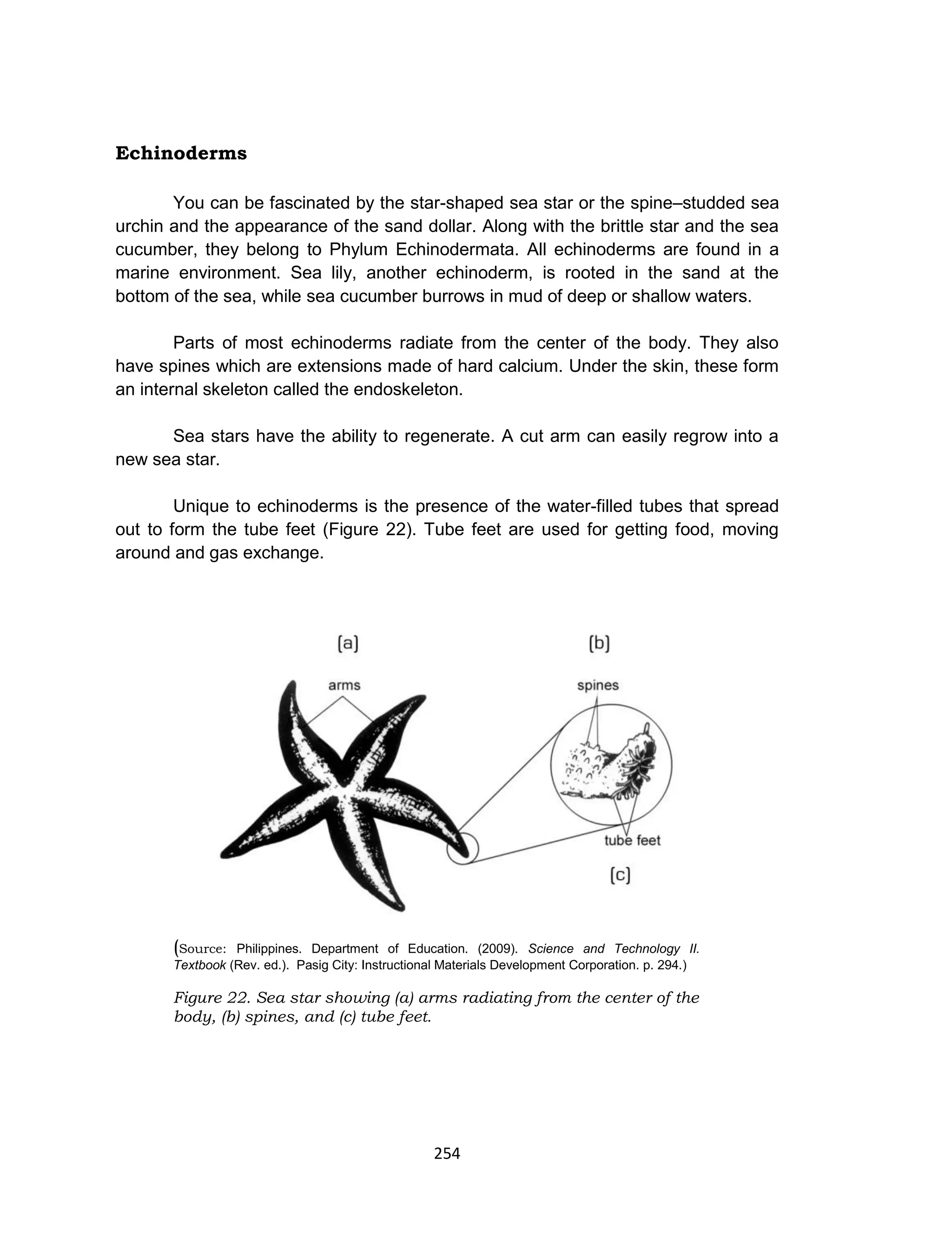 254
Echinoderms
You can be fascinated by the star-shaped sea star or the spine–studded sea
urchin and the appearance of the sand dollar. Along with the brittle star and the sea
cucumber, they belong to Phylum Echinodermata. All echinoderms are found in a
marine environment. Sea lily, another echinoderm, is rooted in the sand at the
bottom of the sea, while sea cucumber burrows in mud of deep or shallow waters.
Parts of most echinoderms radiate from the center of the body. They also
have spines which are extensions made of hard calcium. Under the skin, these form
an internal skeleton called the endoskeleton.
Sea stars have the ability to regenerate. A cut arm can easily regrow into a
new sea star.
Unique to echinoderms is the presence of the water-filled tubes that spread
out to form the tube feet (Figure 22). Tube feet are used for getting food, moving
around and gas exchange.
(Source: Philippines. Department of Education. (2009). Science and Technology II.
Textbook (Rev. ed.). Pasig City: Instructional Materials Development Corporation. p. 294.)
Figure 22. Sea star showing (a) arms radiating from the center of the
body, (b) spines, and (c) tube feet.
 