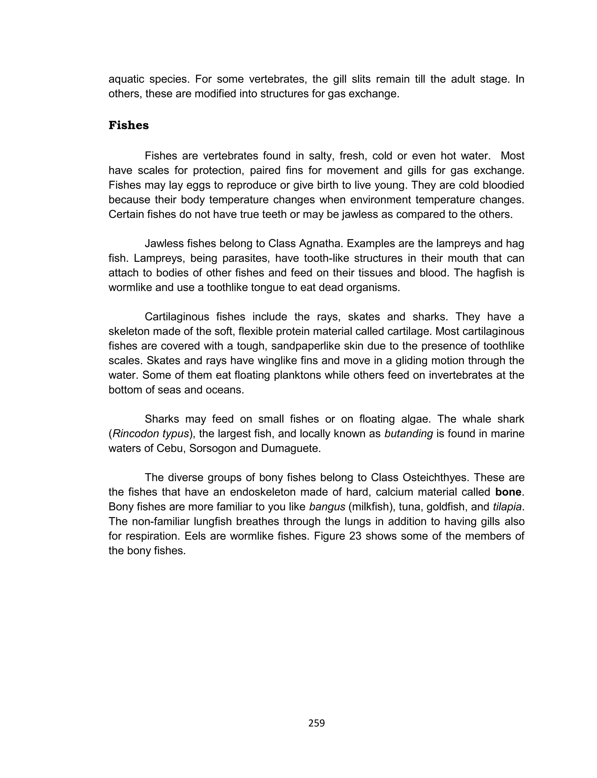 259
aquatic species. For some vertebrates, the gill slits remain till the adult stage. In
others, these are modified into structures for gas exchange.
Fishes
Fishes are vertebrates found in salty, fresh, cold or even hot water. Most
have scales for protection, paired fins for movement and gills for gas exchange.
Fishes may lay eggs to reproduce or give birth to live young. They are cold bloodied
because their body temperature changes when environment temperature changes.
Certain fishes do not have true teeth or may be jawless as compared to the others.
Jawless fishes belong to Class Agnatha. Examples are the lampreys and hag
fish. Lampreys, being parasites, have tooth-like structures in their mouth that can
attach to bodies of other fishes and feed on their tissues and blood. The hagfish is
wormlike and use a toothlike tongue to eat dead organisms.
Cartilaginous fishes include the rays, skates and sharks. They have a
skeleton made of the soft, flexible protein material called cartilage. Most cartilaginous
fishes are covered with a tough, sandpaperlike skin due to the presence of toothlike
scales. Skates and rays have winglike fins and move in a gliding motion through the
water. Some of them eat floating planktons while others feed on invertebrates at the
bottom of seas and oceans.
Sharks may feed on small fishes or on floating algae. The whale shark
(Rincodon typus), the largest fish, and locally known as butanding is found in marine
waters of Cebu, Sorsogon and Dumaguete.
The diverse groups of bony fishes belong to Class Osteichthyes. These are
the fishes that have an endoskeleton made of hard, calcium material called bone.
Bony fishes are more familiar to you like bangus (milkfish), tuna, goldfish, and tilapia.
The non-familiar lungfish breathes through the lungs in addition to having gills also
for respiration. Eels are wormlike fishes. Figure 23 shows some of the members of
the bony fishes.
 