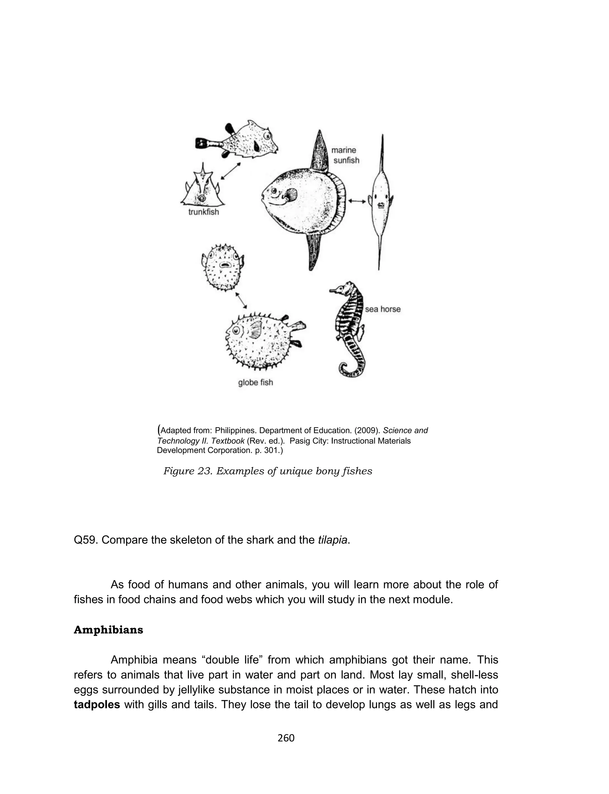 260
(Adapted from: Philippines. Department of Education. (2009). Science and
Technology II. Textbook (Rev. ed.). Pasig City: Instructional Materials
Development Corporation. p. 301.)
Q59. Compare the skeleton of the shark and the tilapia.
As food of humans and other animals, you will learn more about the role of
fishes in food chains and food webs which you will study in the next module.
Amphibians
Amphibia means “double life” from which amphibians got their name. This
refers to animals that live part in water and part on land. Most lay small, shell-less
eggs surrounded by jellylike substance in moist places or in water. These hatch into
tadpoles with gills and tails. They lose the tail to develop lungs as well as legs and
Figure 23. Examples of unique bony fishes
 