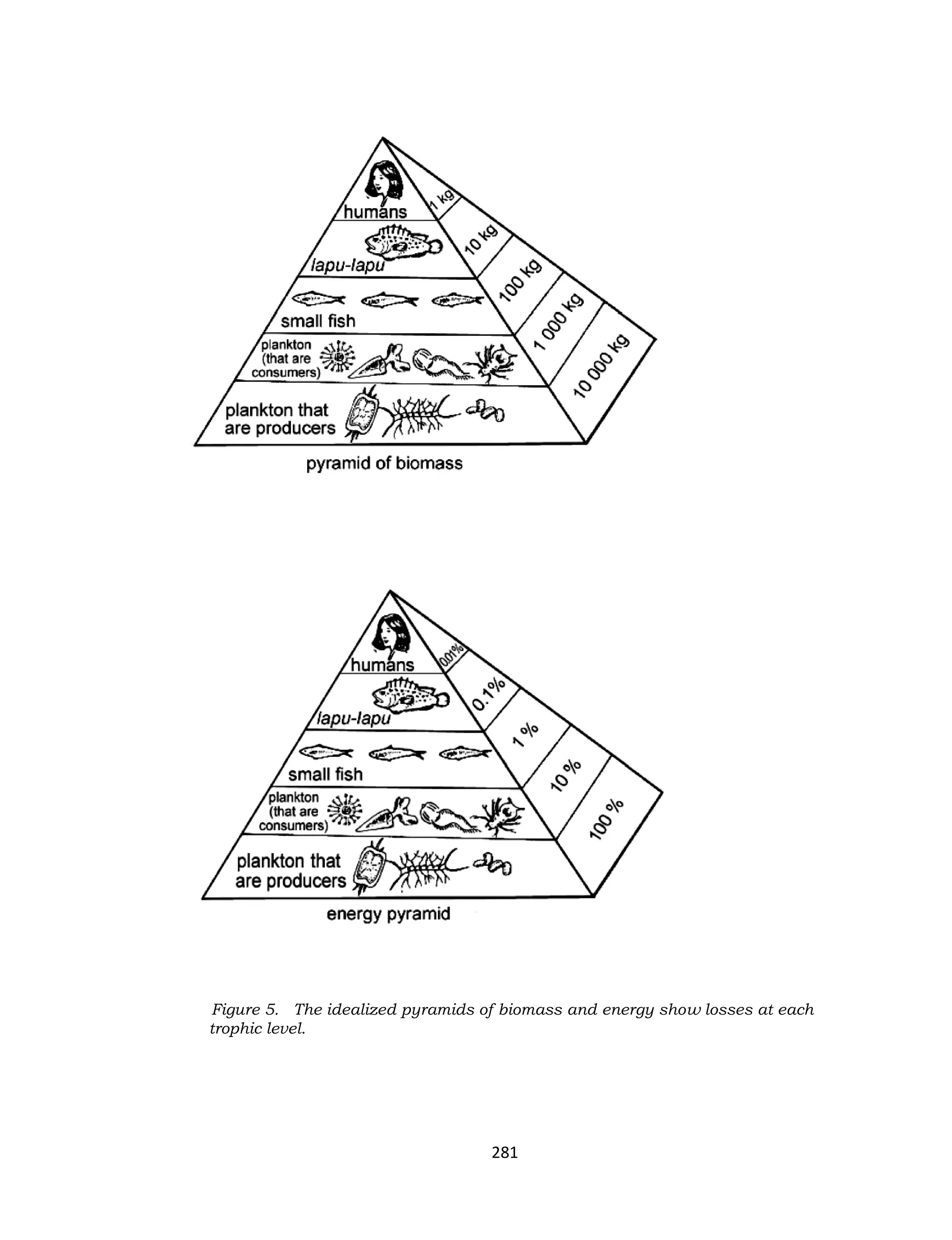 281
Figure 5. The idealized pyramids of biomass and energy show losses at each
trophic level.
 
