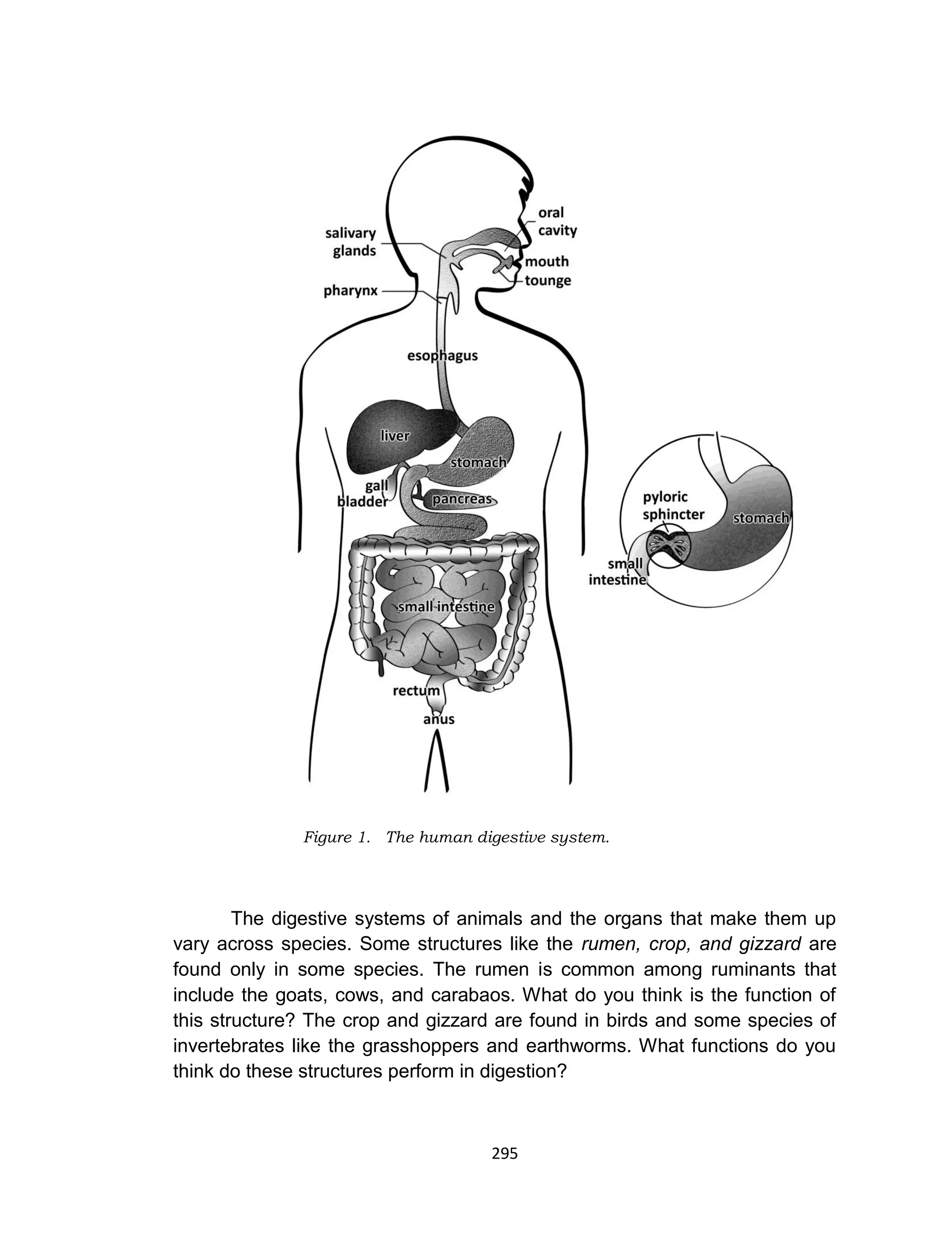 295
Figure 1. The human digestive system.
The digestive systems of animals and the organs that make them up
vary across species. Some structures like the rumen, crop, and gizzard are
found only in some species. The rumen is common among ruminants that
include the goats, cows, and carabaos. What do you think is the function of
this structure? The crop and gizzard are found in birds and some species of
invertebrates like the grasshoppers and earthworms. What functions do you
think do these structures perform in digestion?
 