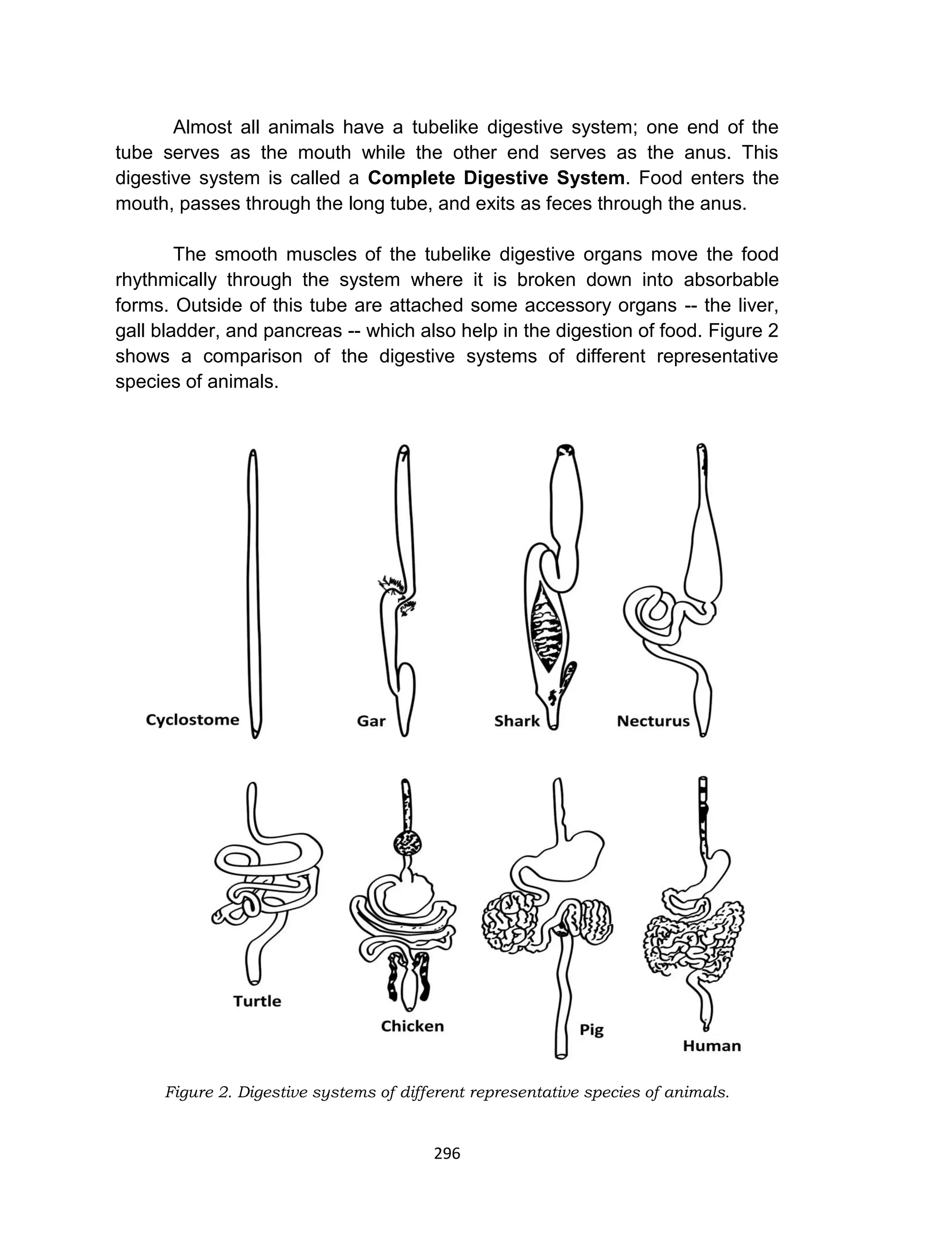 296
Almost all animals have a tubelike digestive system; one end of the
tube serves as the mouth while the other end serves as the anus. This
digestive system is called a Complete Digestive System. Food enters the
mouth, passes through the long tube, and exits as feces through the anus.
The smooth muscles of the tubelike digestive organs move the food
rhythmically through the system where it is broken down into absorbable
forms. Outside of this tube are attached some accessory organs -- the liver,
gall bladder, and pancreas -- which also help in the digestion of food. Figure 2
shows a comparison of the digestive systems of different representative
species of animals.
Figure 2. Digestive systems of different representative species of animals.
 