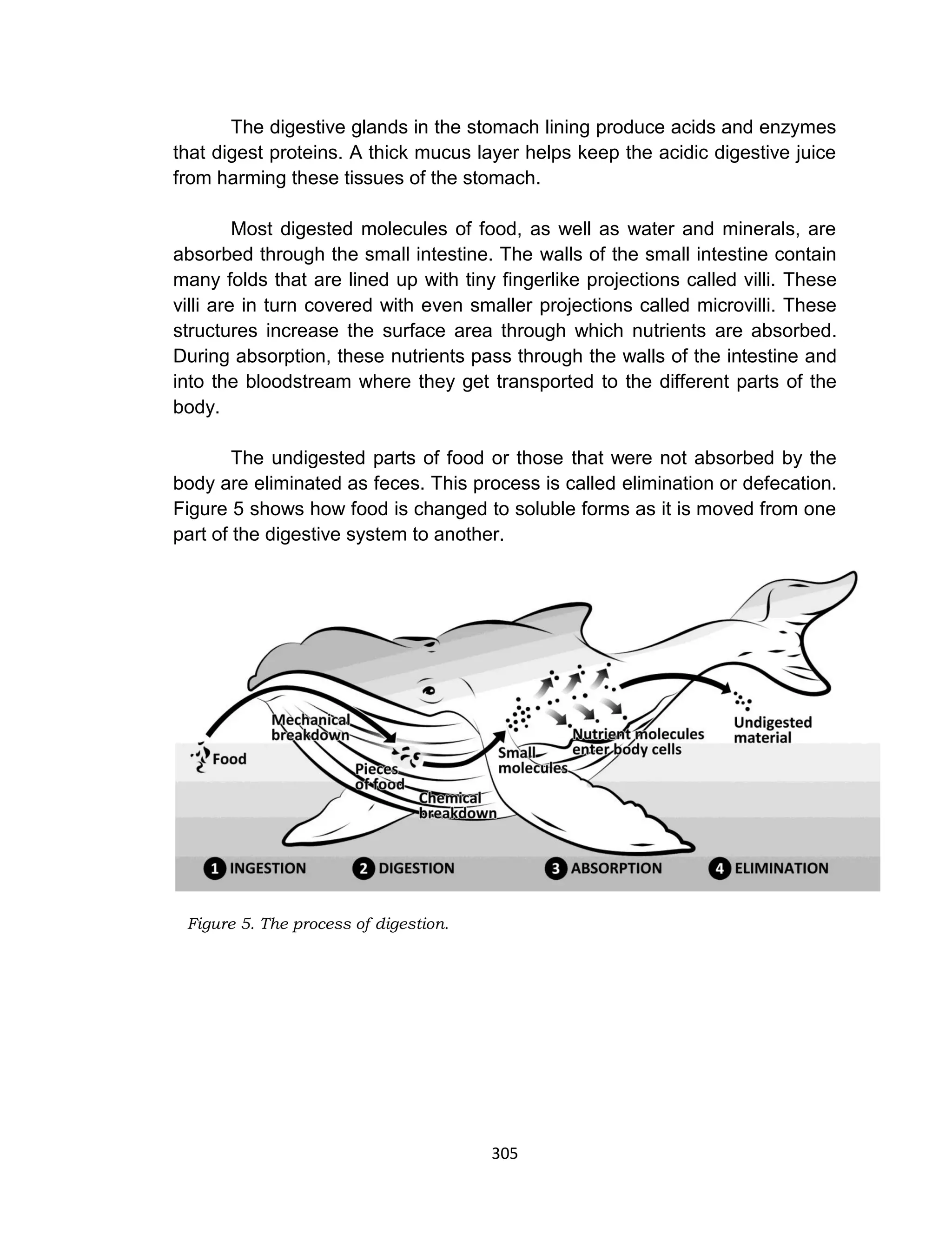 305
The digestive glands in the stomach lining produce acids and enzymes
that digest proteins. A thick mucus layer helps keep the acidic digestive juice
from harming these tissues of the stomach.
Most digested molecules of food, as well as water and minerals, are
absorbed through the small intestine. The walls of the small intestine contain
many folds that are lined up with tiny fingerlike projections called villi. These
villi are in turn covered with even smaller projections called microvilli. These
structures increase the surface area through which nutrients are absorbed.
During absorption, these nutrients pass through the walls of the intestine and
into the bloodstream where they get transported to the different parts of the
body.
The undigested parts of food or those that were not absorbed by the
body are eliminated as feces. This process is called elimination or defecation.
Figure 5 shows how food is changed to soluble forms as it is moved from one
part of the digestive system to another.
Figure 5. The process of digestion.
 