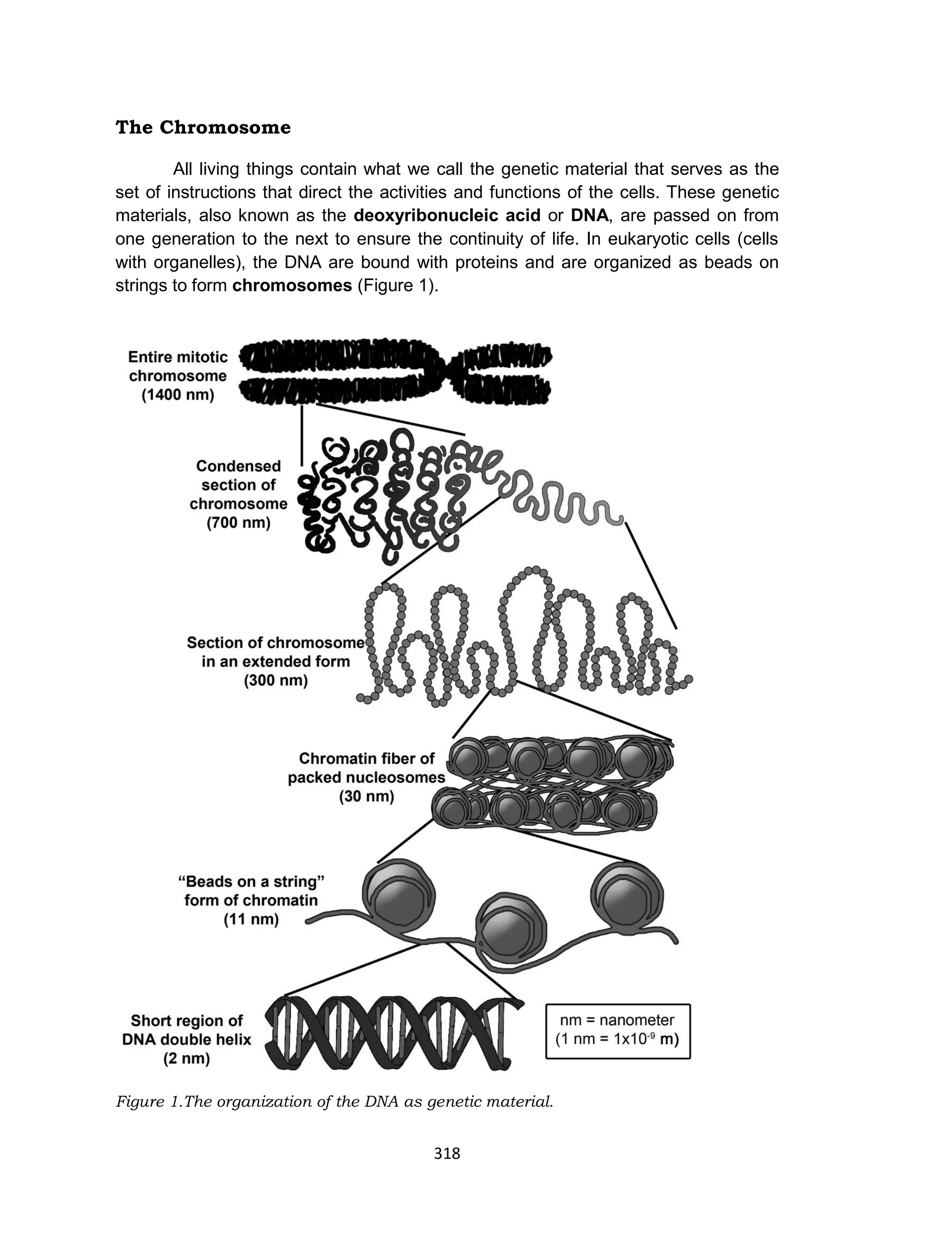 318
The Chromosome
All living things contain what we call the genetic material that serves as the
set of instructions that direct the activities and functions of the cells. These genetic
materials, also known as the deoxyribonucleic acid or DNA, are passed on from
one generation to the next to ensure the continuity of life. In eukaryotic cells (cells
with organelles), the DNA are bound with proteins and are organized as beads on
strings to form chromosomes (Figure 1).
Figure 1.The organization of the DNA as genetic material.
 