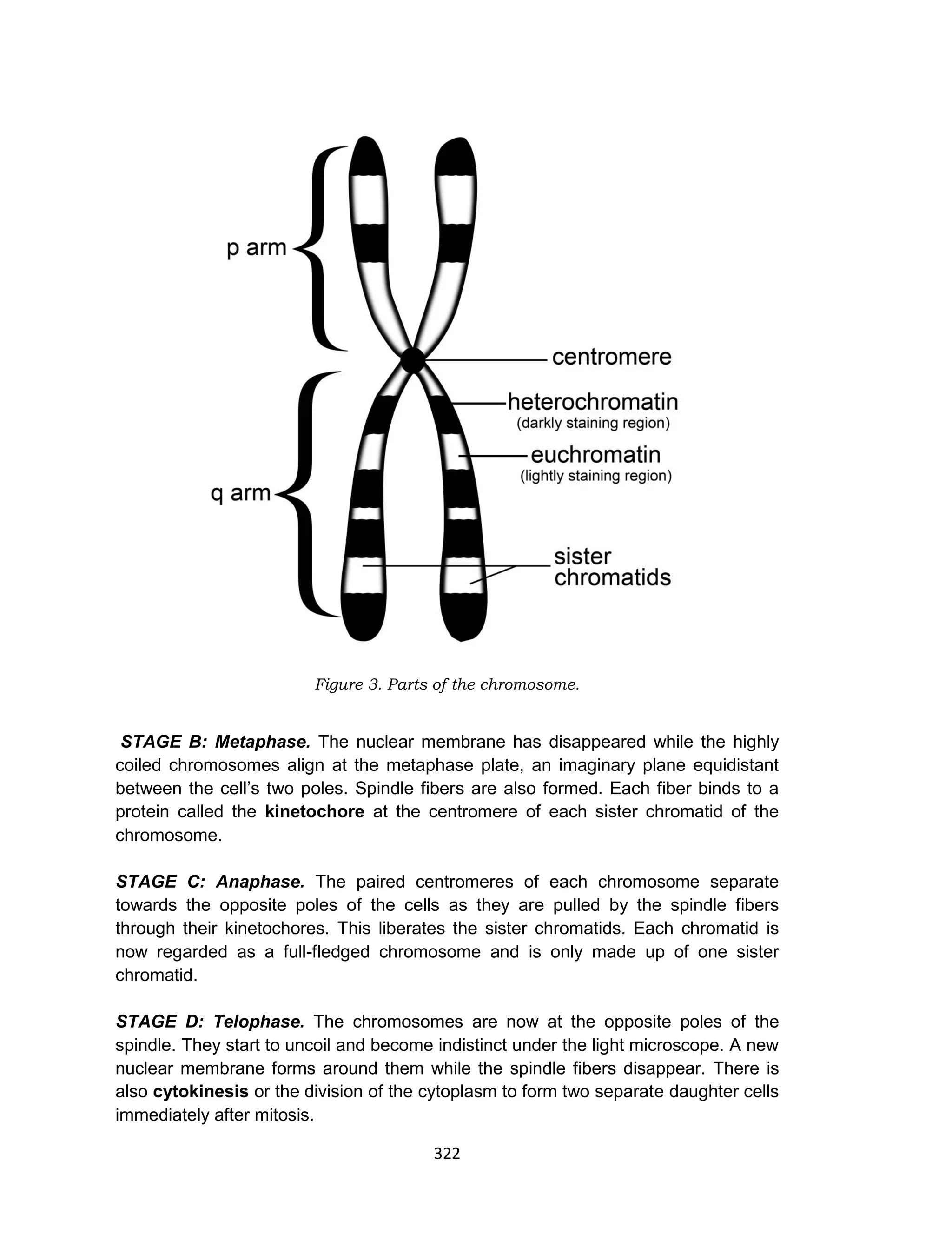 322
Figure 3. Parts of the chromosome.
STAGE B: Metaphase. The nuclear membrane has disappeared while the highly
coiled chromosomes align at the metaphase plate, an imaginary plane equidistant
between the cell’s two poles. Spindle fibers are also formed. Each fiber binds to a
protein called the kinetochore at the centromere of each sister chromatid of the
chromosome.
STAGE C: Anaphase. The paired centromeres of each chromosome separate
towards the opposite poles of the cells as they are pulled by the spindle fibers
through their kinetochores. This liberates the sister chromatids. Each chromatid is
now regarded as a full-fledged chromosome and is only made up of one sister
chromatid.
STAGE D: Telophase. The chromosomes are now at the opposite poles of the
spindle. They start to uncoil and become indistinct under the light microscope. A new
nuclear membrane forms around them while the spindle fibers disappear. There is
also cytokinesis or the division of the cytoplasm to form two separate daughter cells
immediately after mitosis.
 