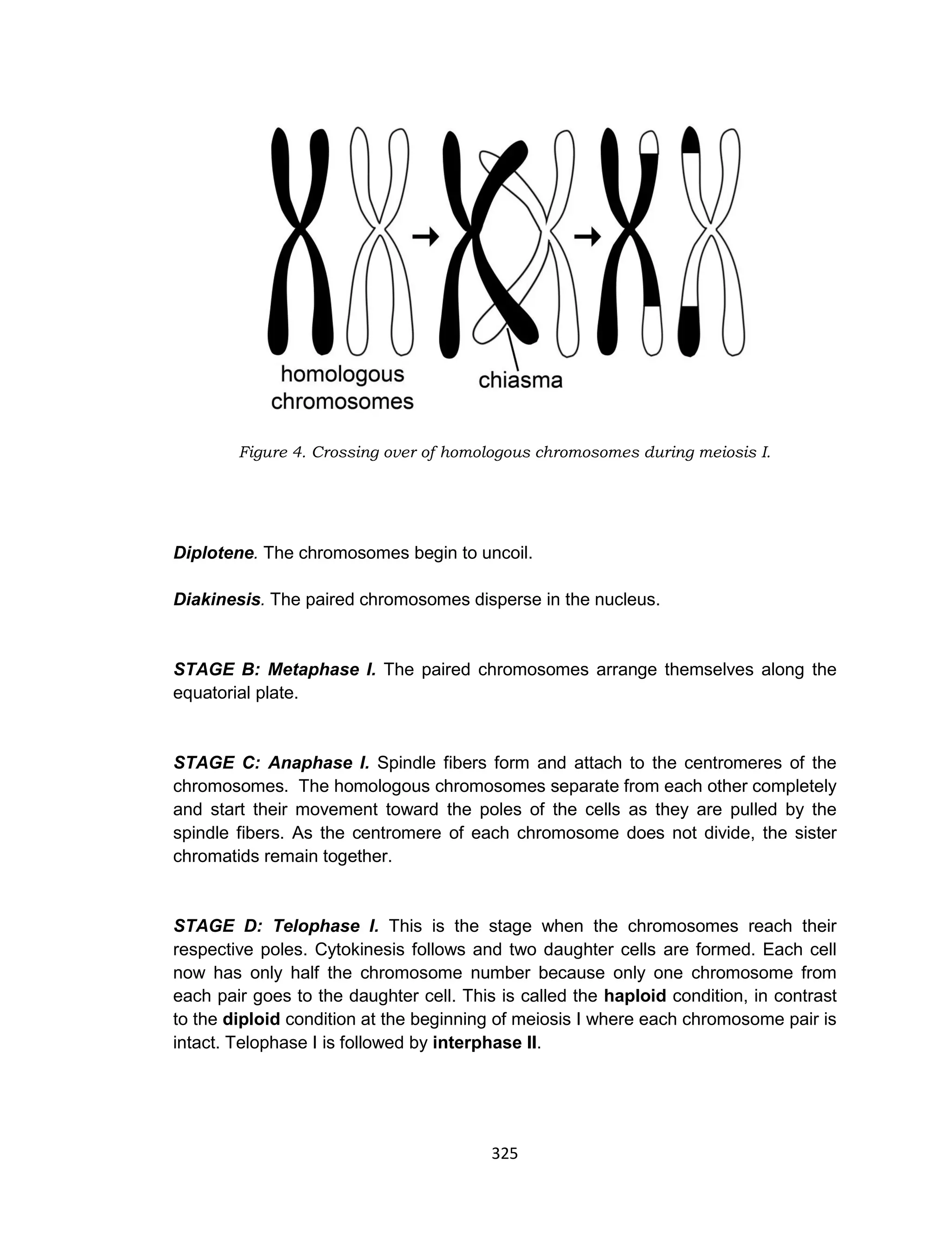 325
Figure 4. Crossing over of homologous chromosomes during meiosis I.
Diplotene. The chromosomes begin to uncoil.
Diakinesis. The paired chromosomes disperse in the nucleus.
STAGE B: Metaphase I. The paired chromosomes arrange themselves along the
equatorial plate.
STAGE C: Anaphase I. Spindle fibers form and attach to the centromeres of the
chromosomes. The homologous chromosomes separate from each other completely
and start their movement toward the poles of the cells as they are pulled by the
spindle fibers. As the centromere of each chromosome does not divide, the sister
chromatids remain together.
STAGE D: Telophase I. This is the stage when the chromosomes reach their
respective poles. Cytokinesis follows and two daughter cells are formed. Each cell
now has only half the chromosome number because only one chromosome from
each pair goes to the daughter cell. This is called the haploid condition, in contrast
to the diploid condition at the beginning of meiosis I where each chromosome pair is
intact. Telophase I is followed by interphase II.
 