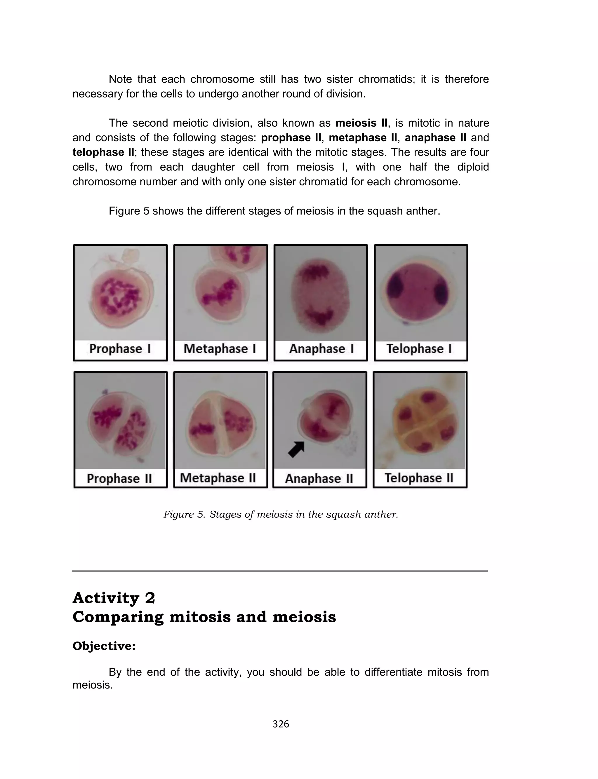 326
Note that each chromosome still has two sister chromatids; it is therefore
necessary for the cells to undergo another round of division.
The second meiotic division, also known as meiosis II, is mitotic in nature
and consists of the following stages: prophase II, metaphase II, anaphase II and
telophase II; these stages are identical with the mitotic stages. The results are four
cells, two from each daughter cell from meiosis I, with one half the diploid
chromosome number and with only one sister chromatid for each chromosome.
Figure 5 shows the different stages of meiosis in the squash anther.
Figure 5. Stages of meiosis in the squash anther.
_____________________________________________________
Activity 2
Comparing mitosis and meiosis
Objective:
By the end of the activity, you should be able to differentiate mitosis from
meiosis.
 