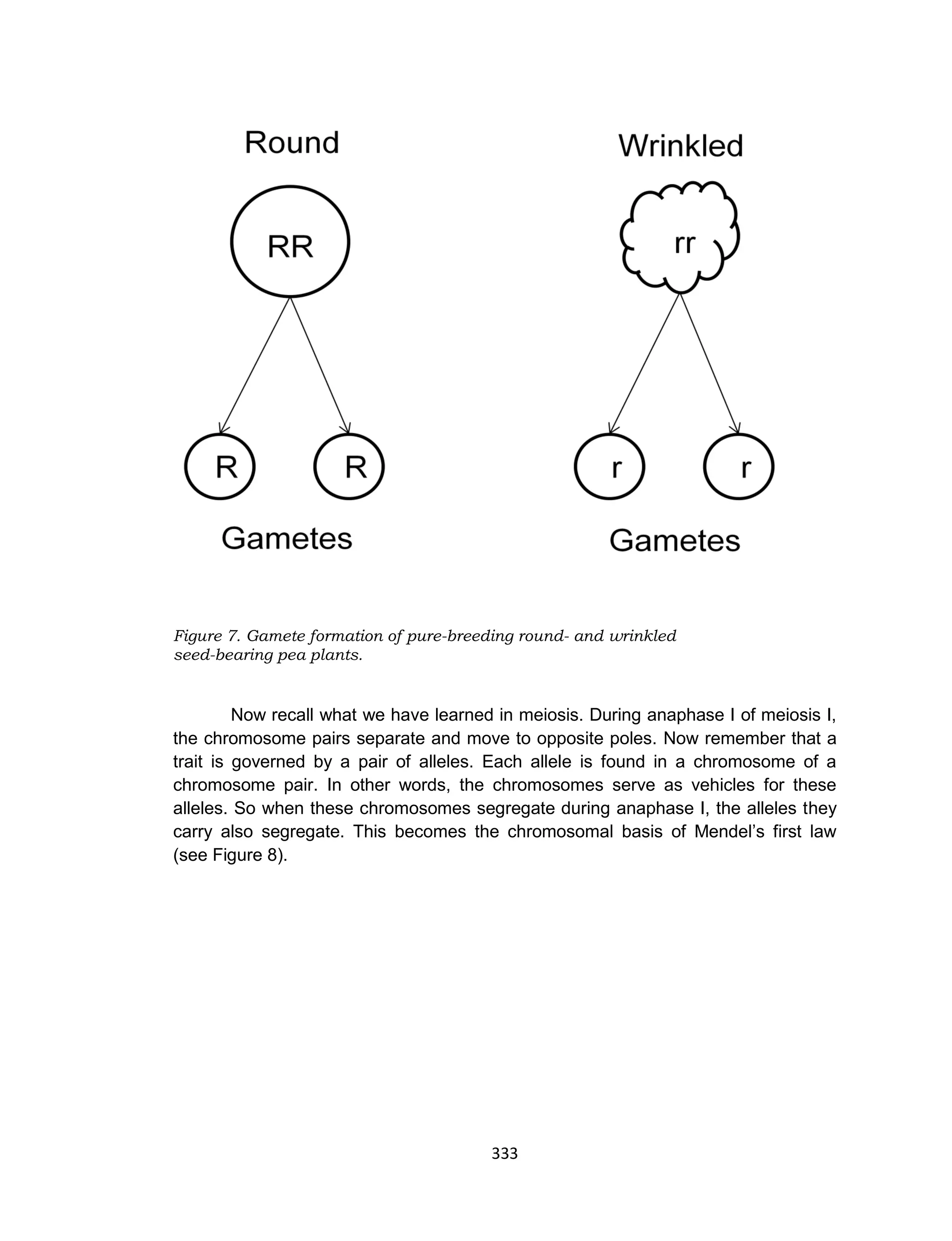 333
Figure 7. Gamete formation of pure-breeding round- and wrinkled
seed-bearing pea plants.
Now recall what we have learned in meiosis. During anaphase I of meiosis I,
the chromosome pairs separate and move to opposite poles. Now remember that a
trait is governed by a pair of alleles. Each allele is found in a chromosome of a
chromosome pair. In other words, the chromosomes serve as vehicles for these
alleles. So when these chromosomes segregate during anaphase I, the alleles they
carry also segregate. This becomes the chromosomal basis of Mendel’s first law
(see Figure 8).
 