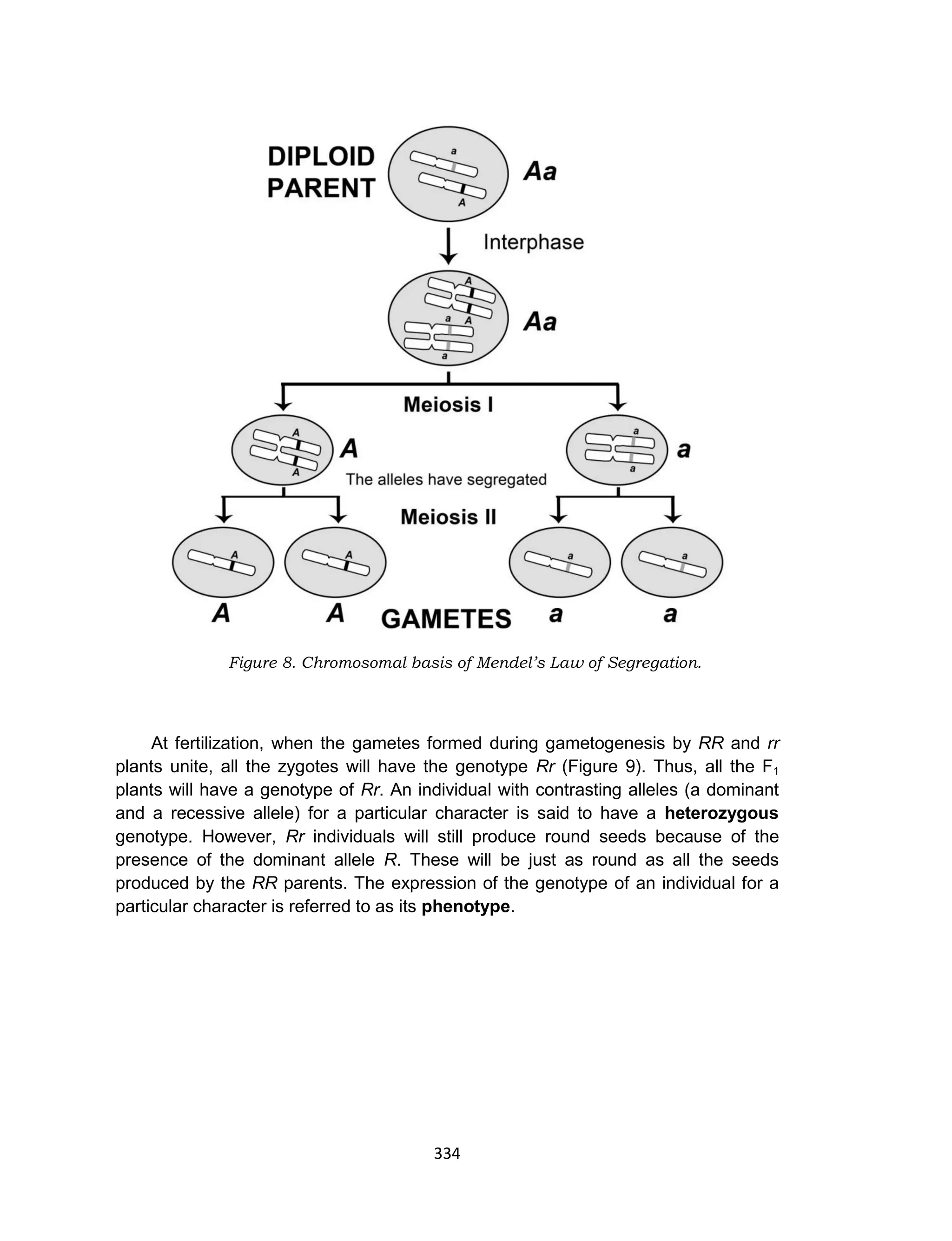 334
Figure 8. Chromosomal basis of Mendel’s Law of Segregation.
At fertilization, when the gametes formed during gametogenesis by RR and rr
plants unite, all the zygotes will have the genotype Rr (Figure 9). Thus, all the F1
plants will have a genotype of Rr. An individual with contrasting alleles (a dominant
and a recessive allele) for a particular character is said to have a heterozygous
genotype. However, Rr individuals will still produce round seeds because of the
presence of the dominant allele R. These will be just as round as all the seeds
produced by the RR parents. The expression of the genotype of an individual for a
particular character is referred to as its phenotype.
 