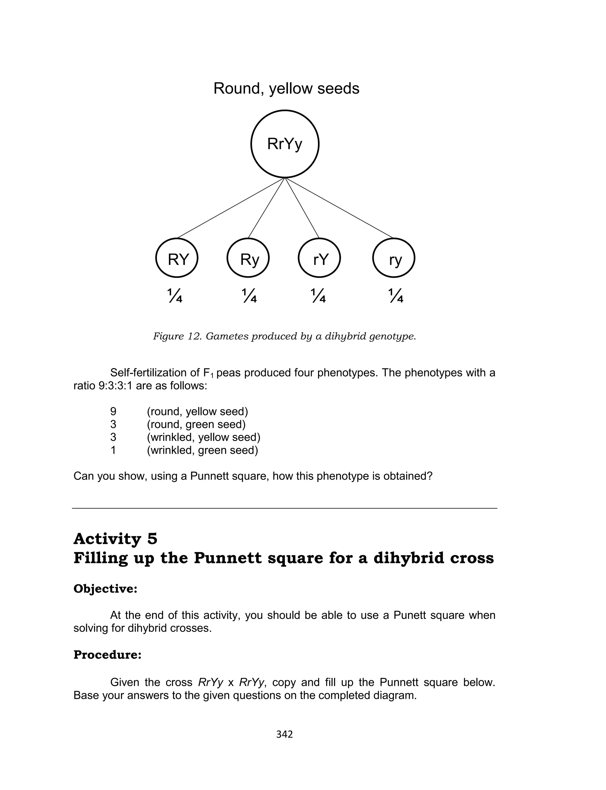 342
Figure 12. Gametes produced by a dihybrid genotype.
Self-fertilization of F1 peas produced four phenotypes. The phenotypes with a
ratio 9:3:3:1 are as follows:
9 (round, yellow seed)
3 (round, green seed)
3 (wrinkled, yellow seed)
1 (wrinkled, green seed)
Can you show, using a Punnett square, how this phenotype is obtained?
Activity 5
Filling up the Punnett square for a dihybrid cross
Objective:
At the end of this activity, you should be able to use a Punett square when
solving for dihybrid crosses.
Procedure:
Given the cross RrYy x RrYy, copy and fill up the Punnett square below.
Base your answers to the given questions on the completed diagram.
RrYy
Round, yellow seeds
RY Ry rY ry
¼ ¼ ¼ ¼
 