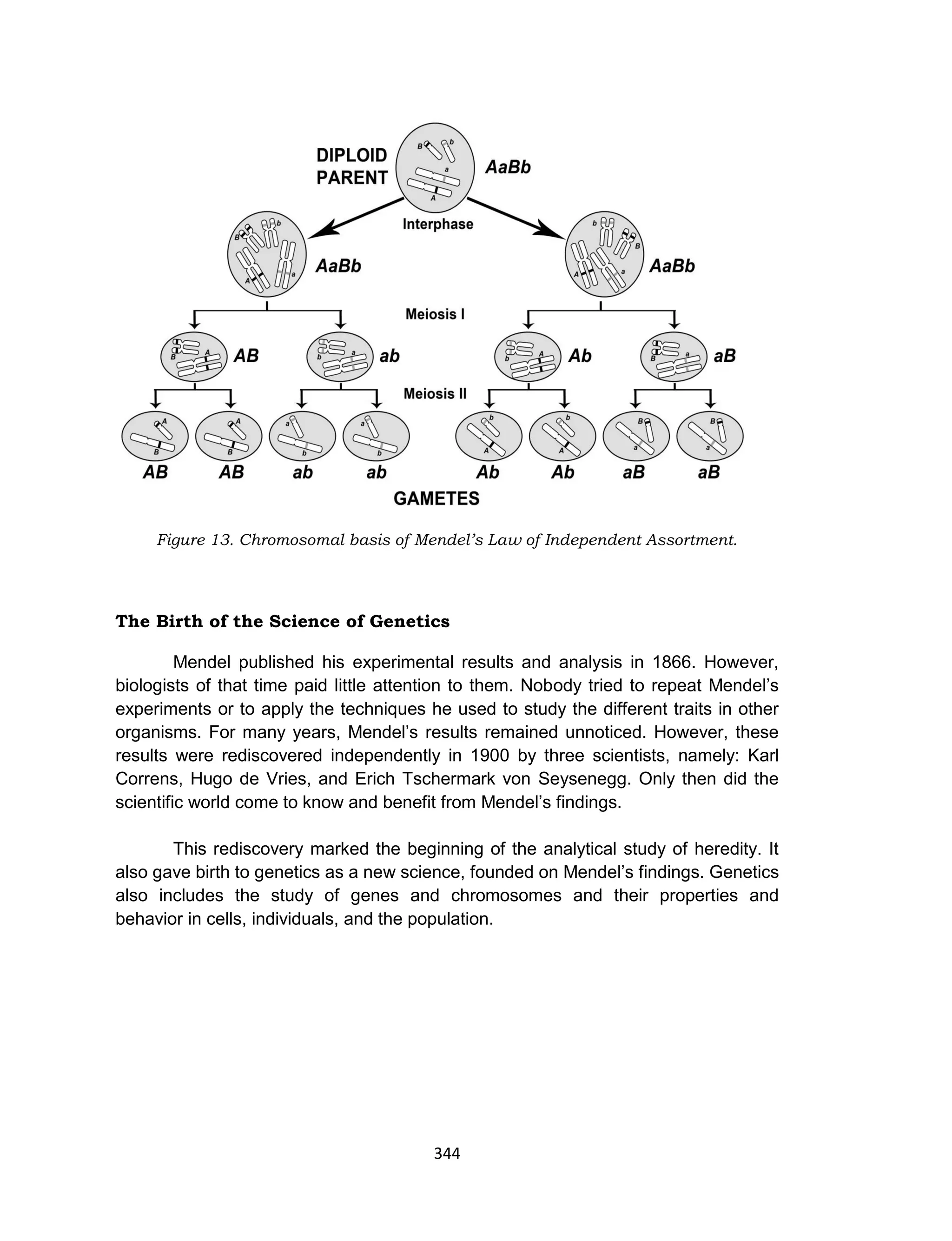 344
Figure 13. Chromosomal basis of Mendel’s Law of Independent Assortment.
The Birth of the Science of Genetics
Mendel published his experimental results and analysis in 1866. However,
biologists of that time paid little attention to them. Nobody tried to repeat Mendel’s
experiments or to apply the techniques he used to study the different traits in other
organisms. For many years, Mendel’s results remained unnoticed. However, these
results were rediscovered independently in 1900 by three scientists, namely: Karl
Correns, Hugo de Vries, and Erich Tschermark von Seysenegg. Only then did the
scientific world come to know and benefit from Mendel’s findings.
This rediscovery marked the beginning of the analytical study of heredity. It
also gave birth to genetics as a new science, founded on Mendel’s findings. Genetics
also includes the study of genes and chromosomes and their properties and
behavior in cells, individuals, and the population.
 